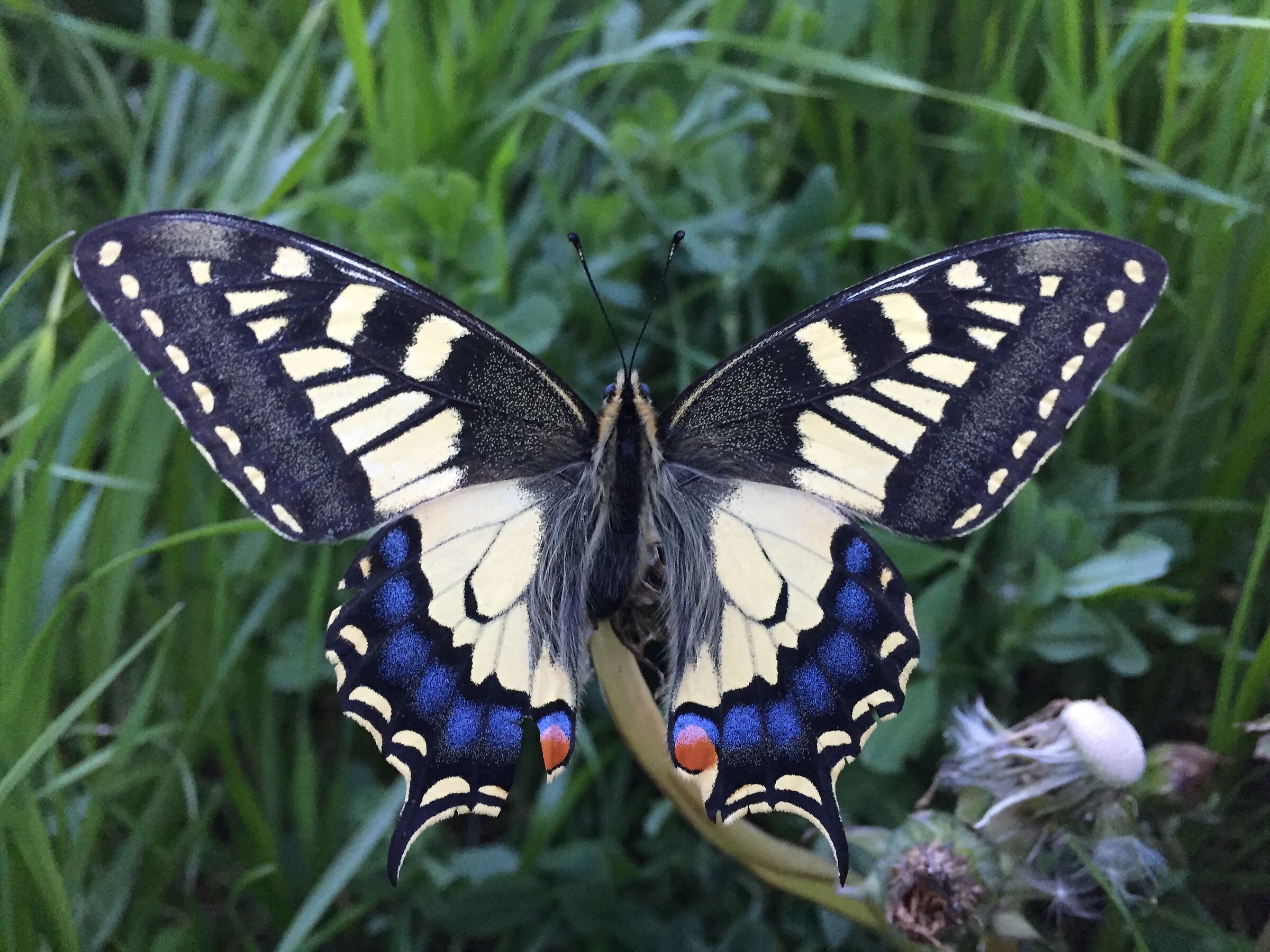 Swallowtail