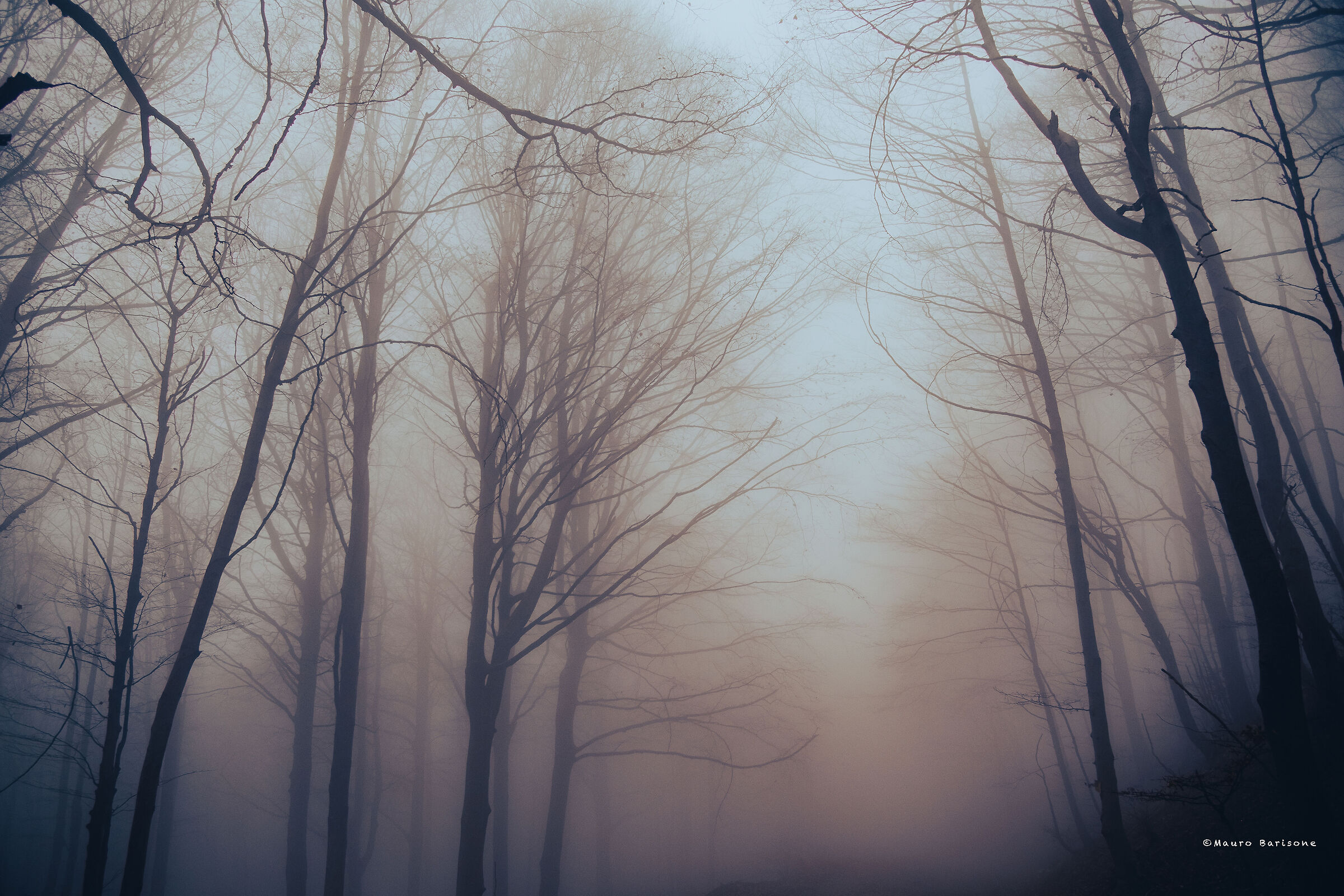 a I don't know that left. Barbottina Forest.