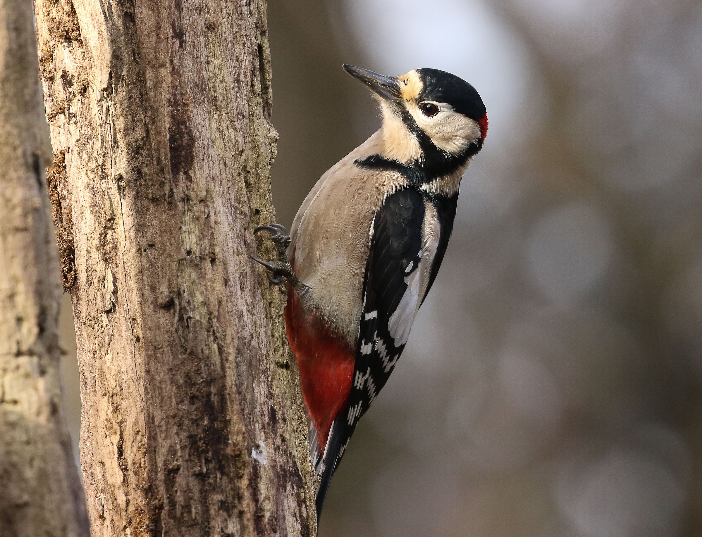 Greater red woodpecker !!