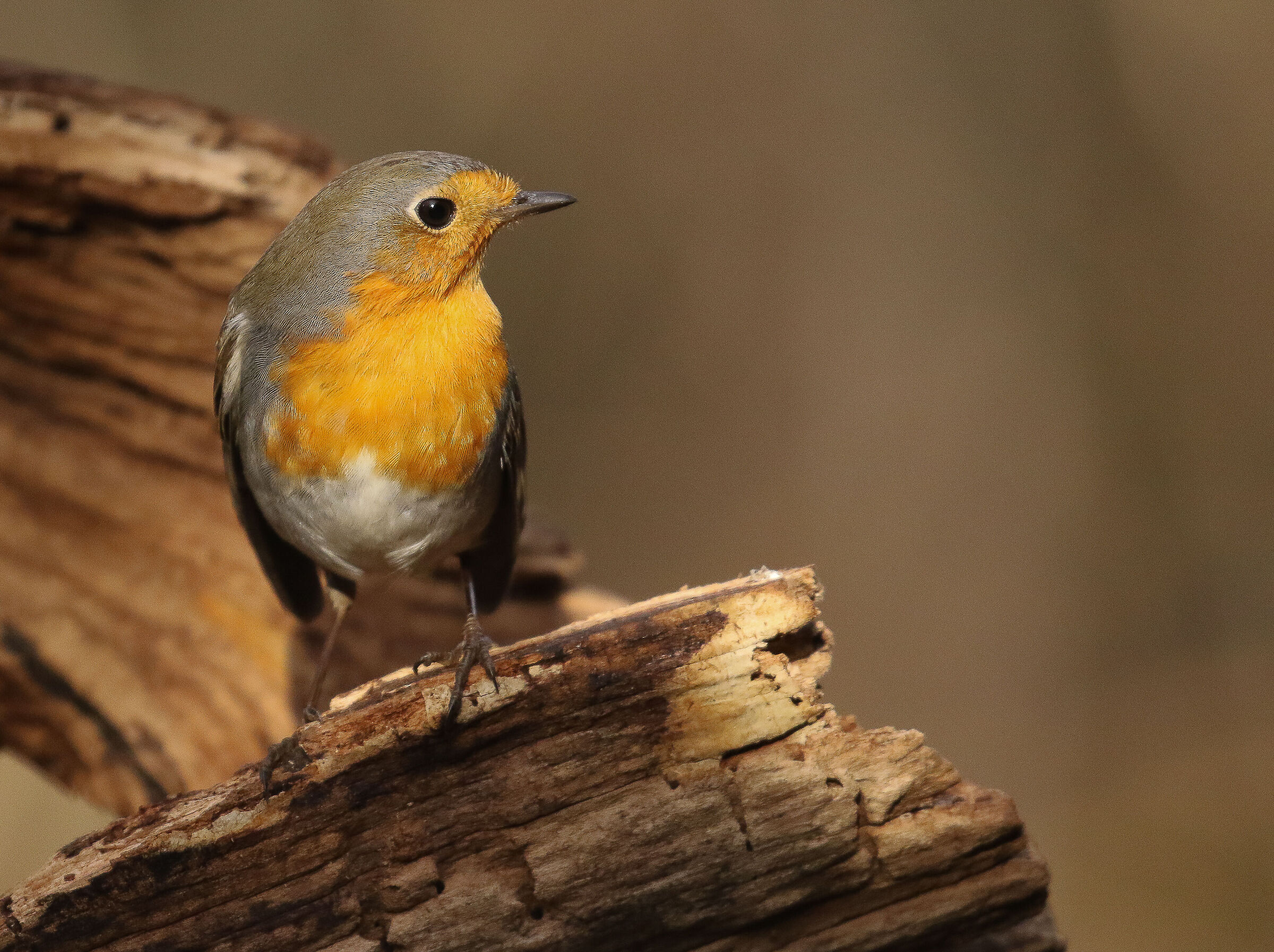Robin... right profile!