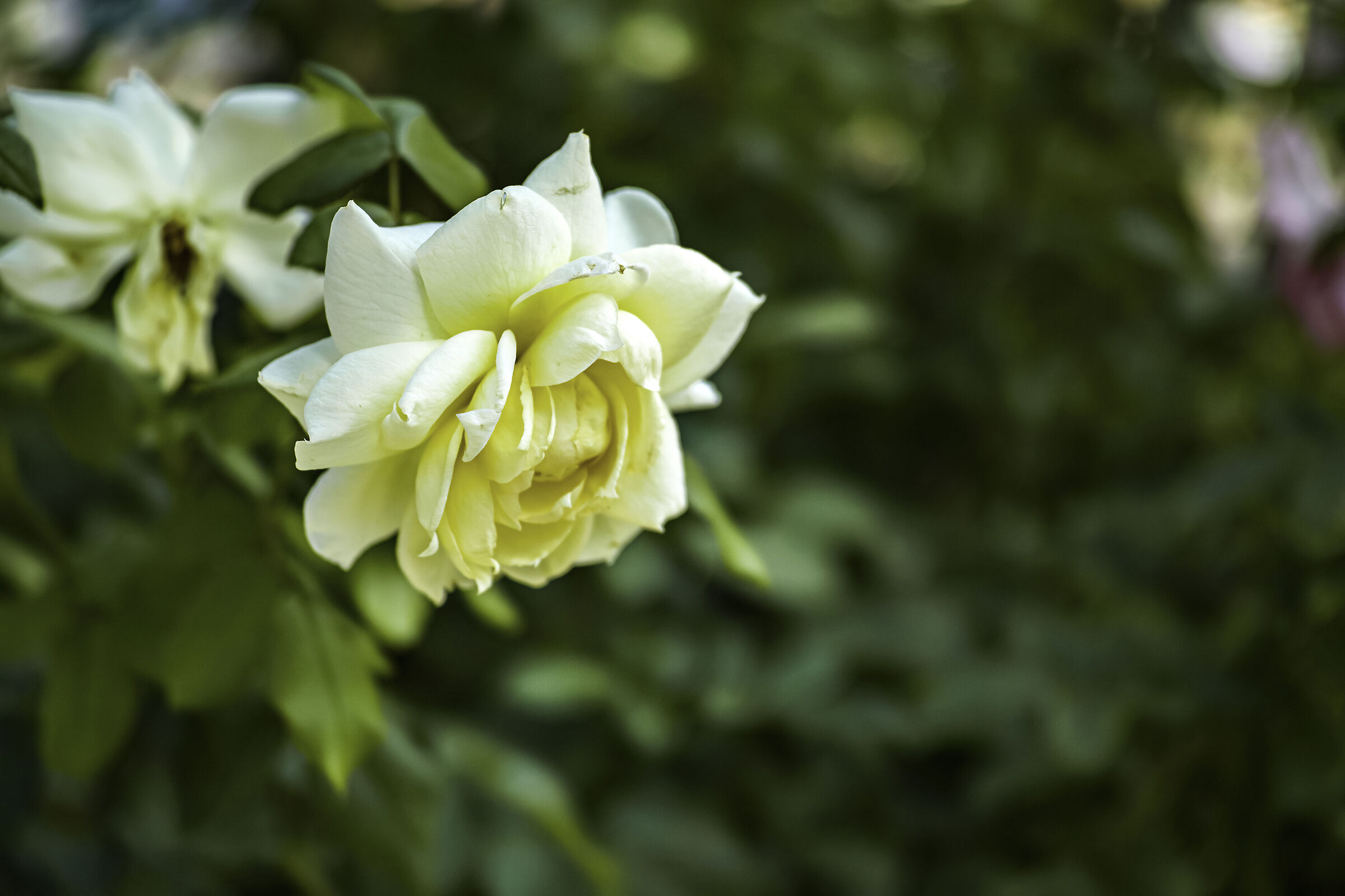 Rosa gialla: invidia o amicizia?