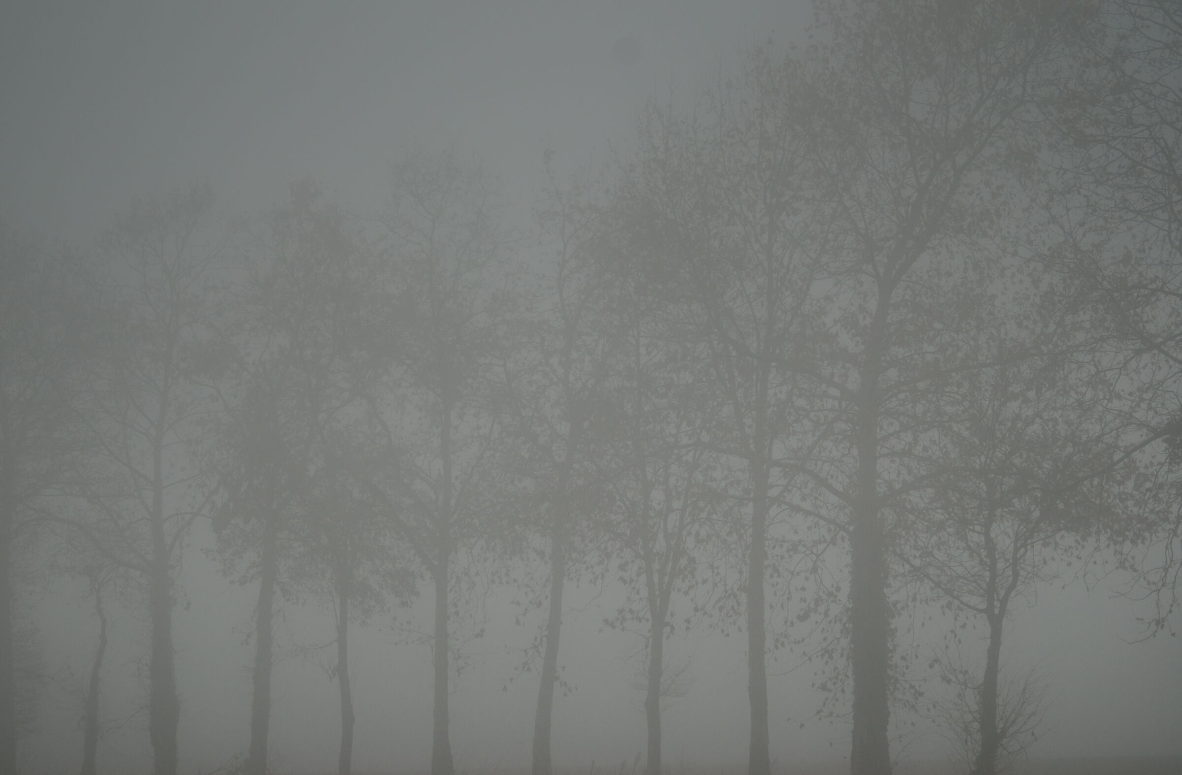 in the shadows of winter