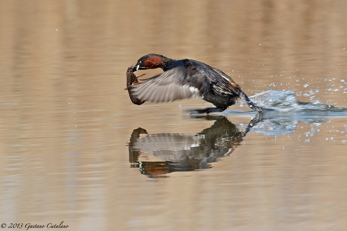 Tuffetto con gambero...