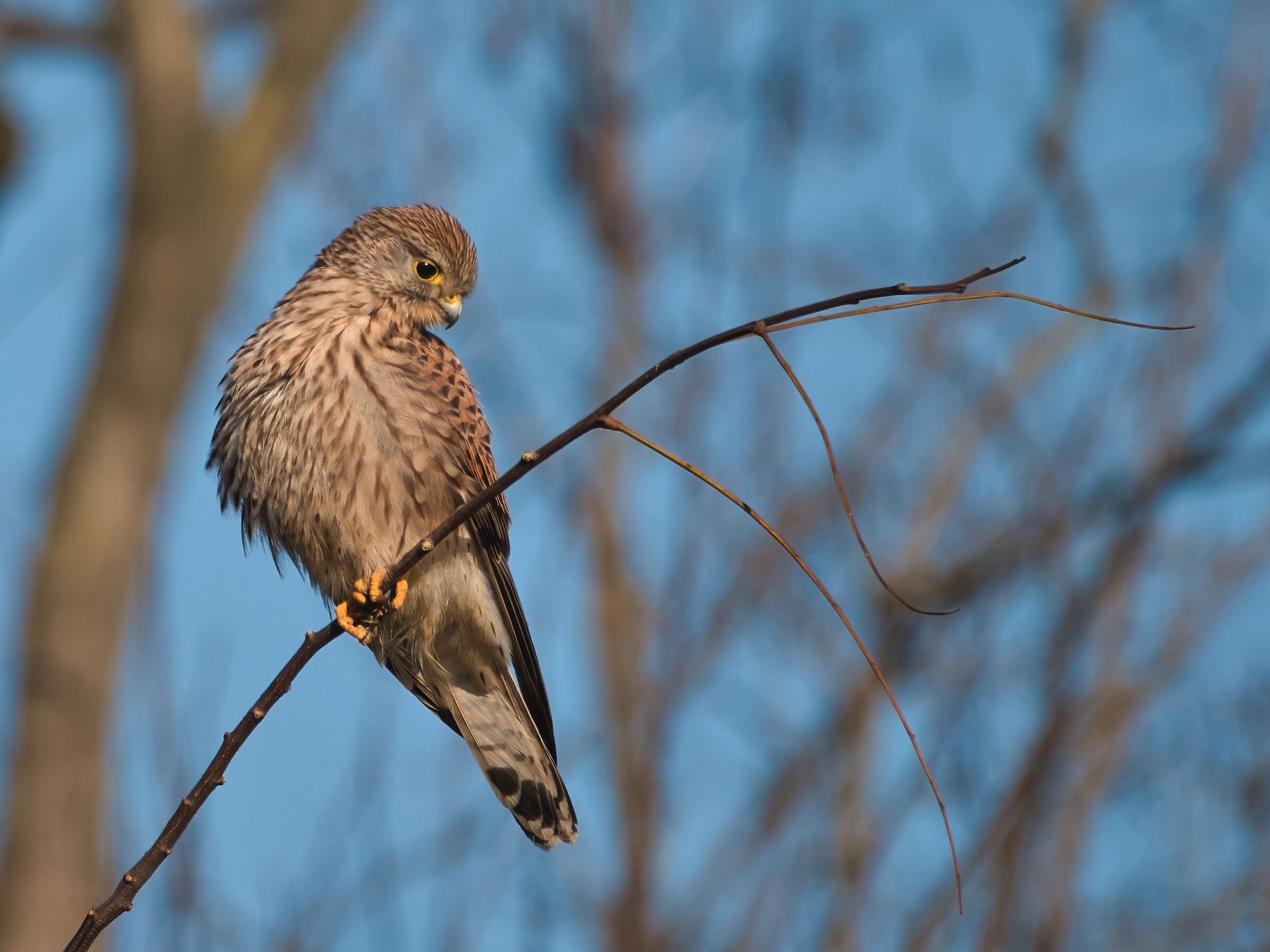 Kestrel