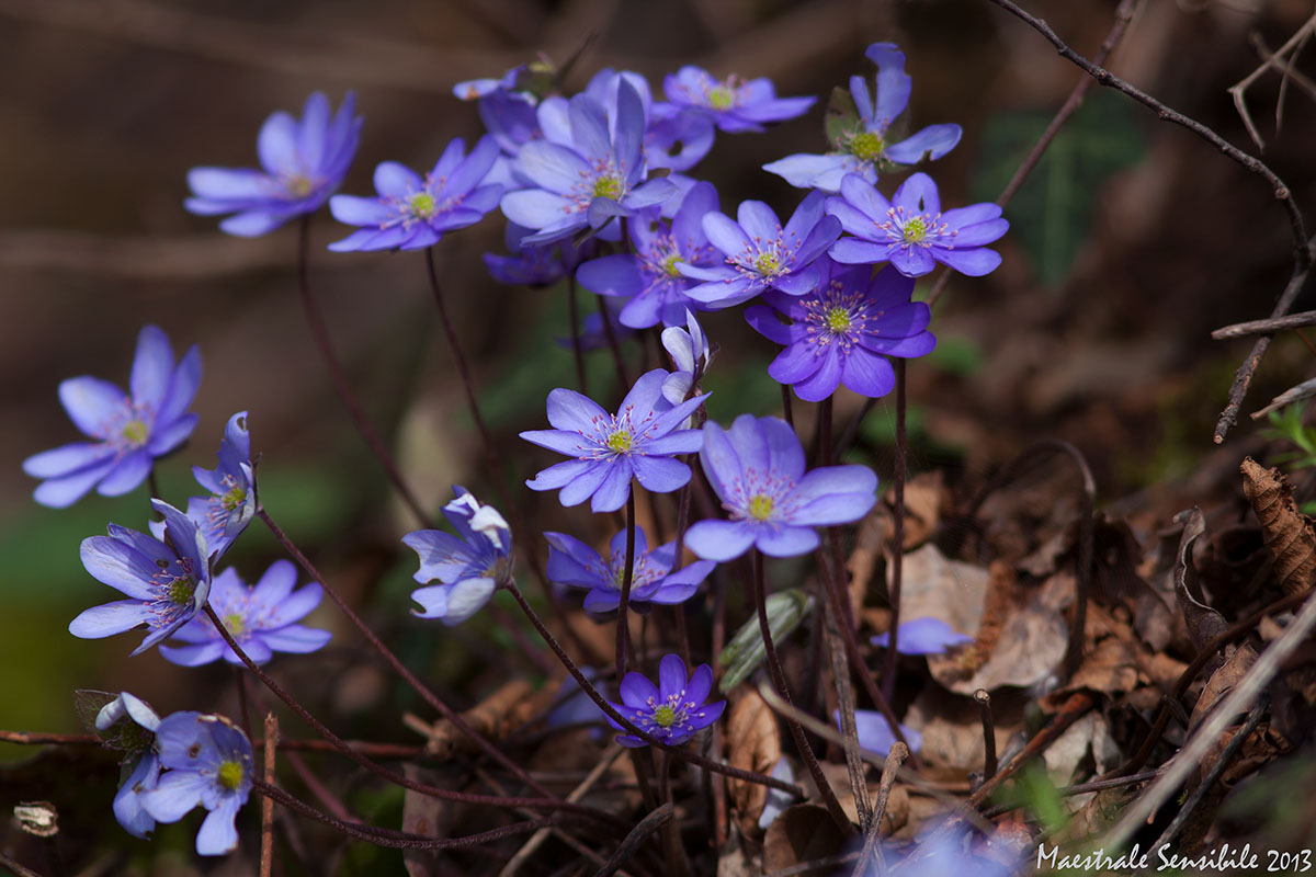 Hepatica Nobilis