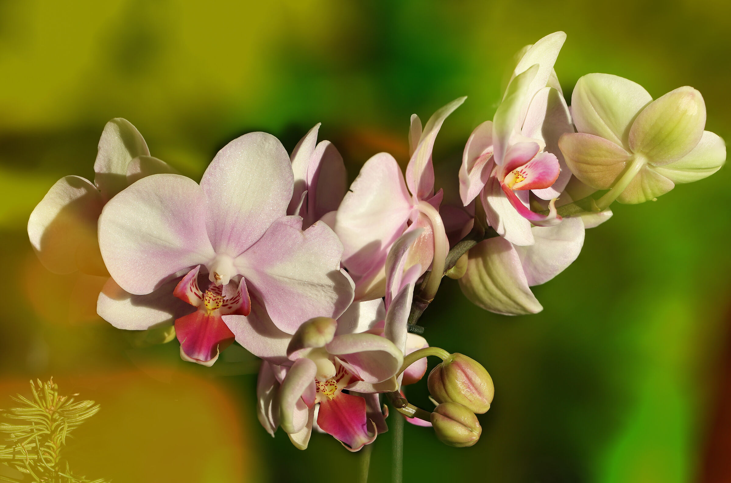 orchidea