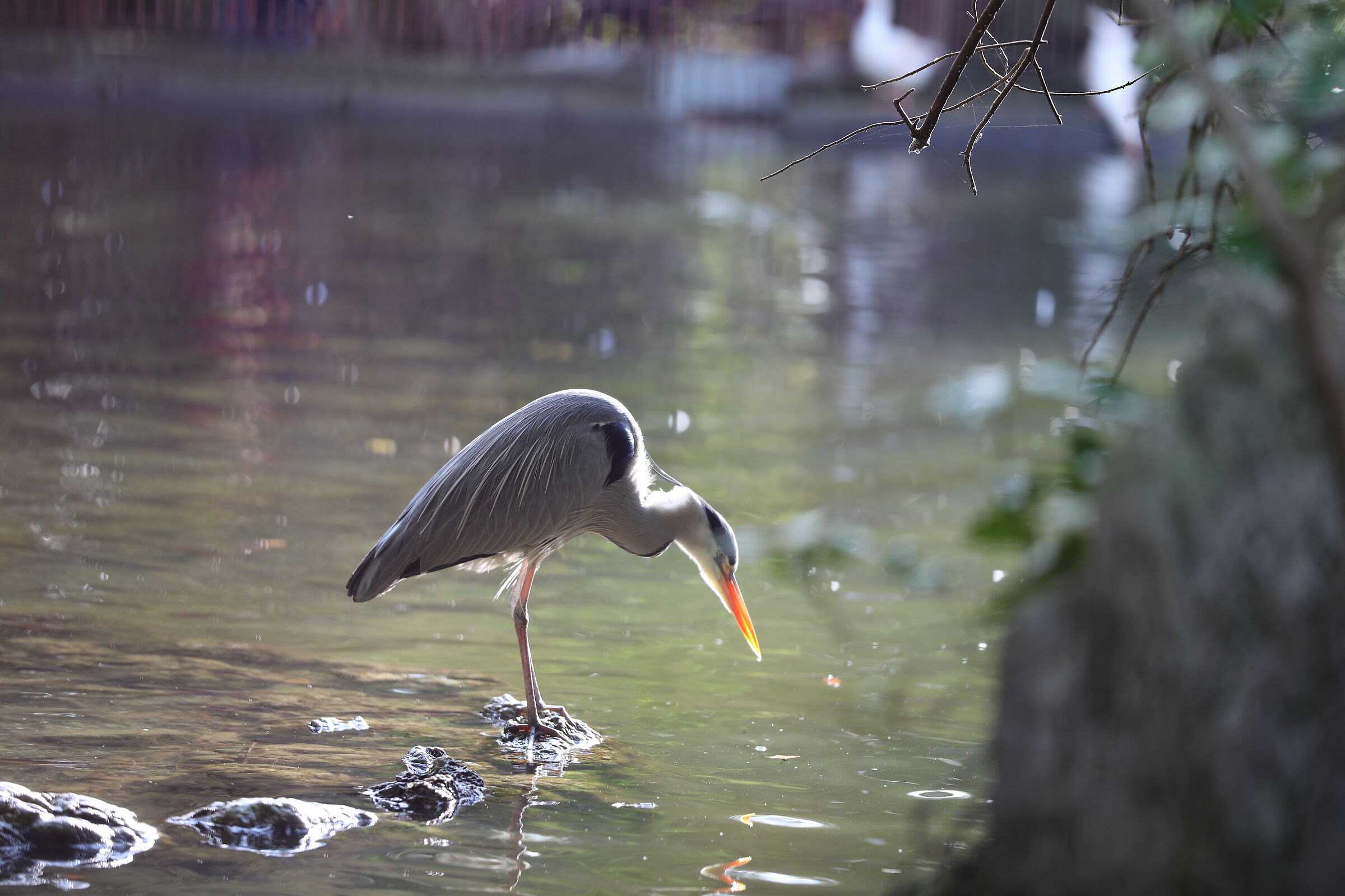 Heron fishing