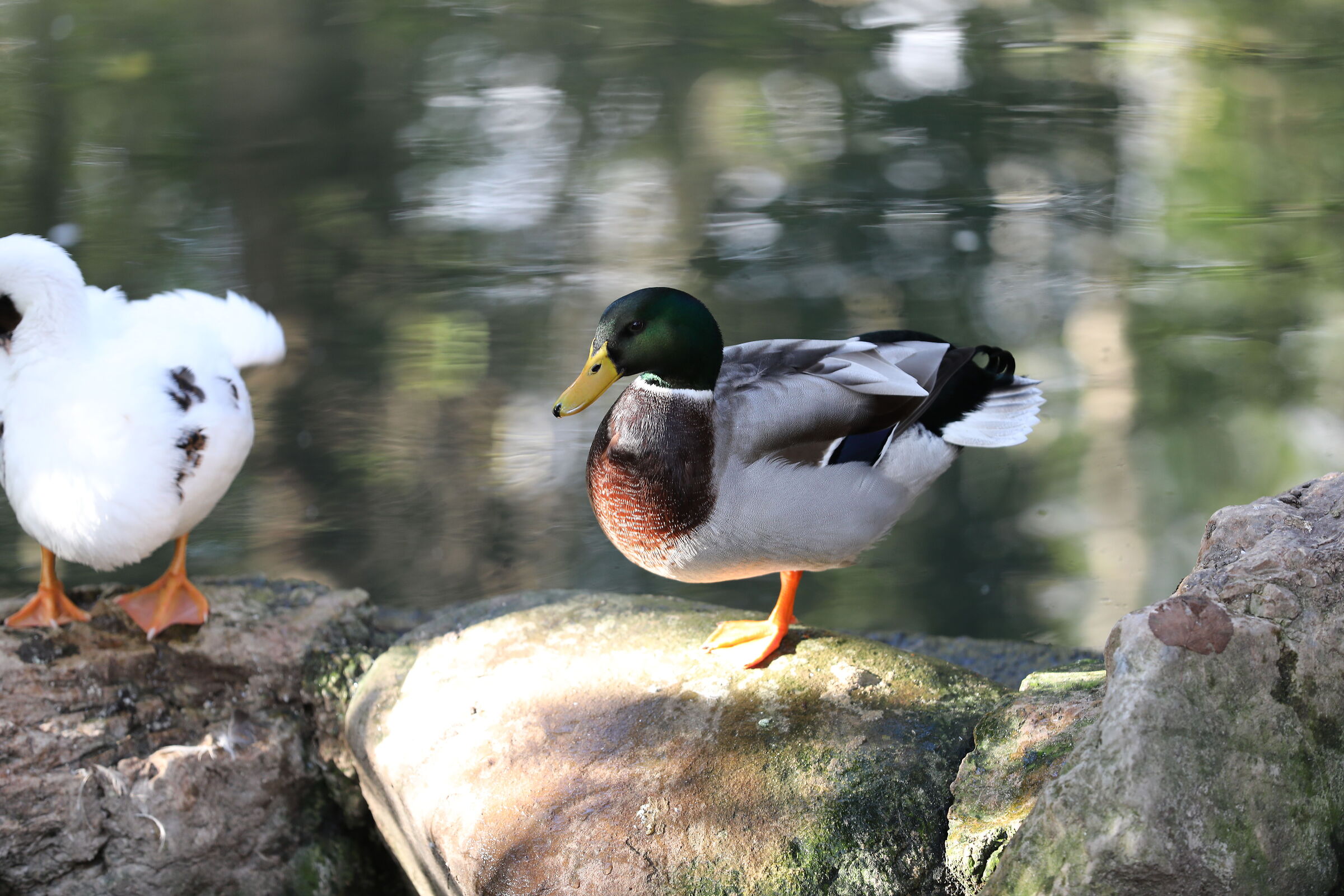 Mallard