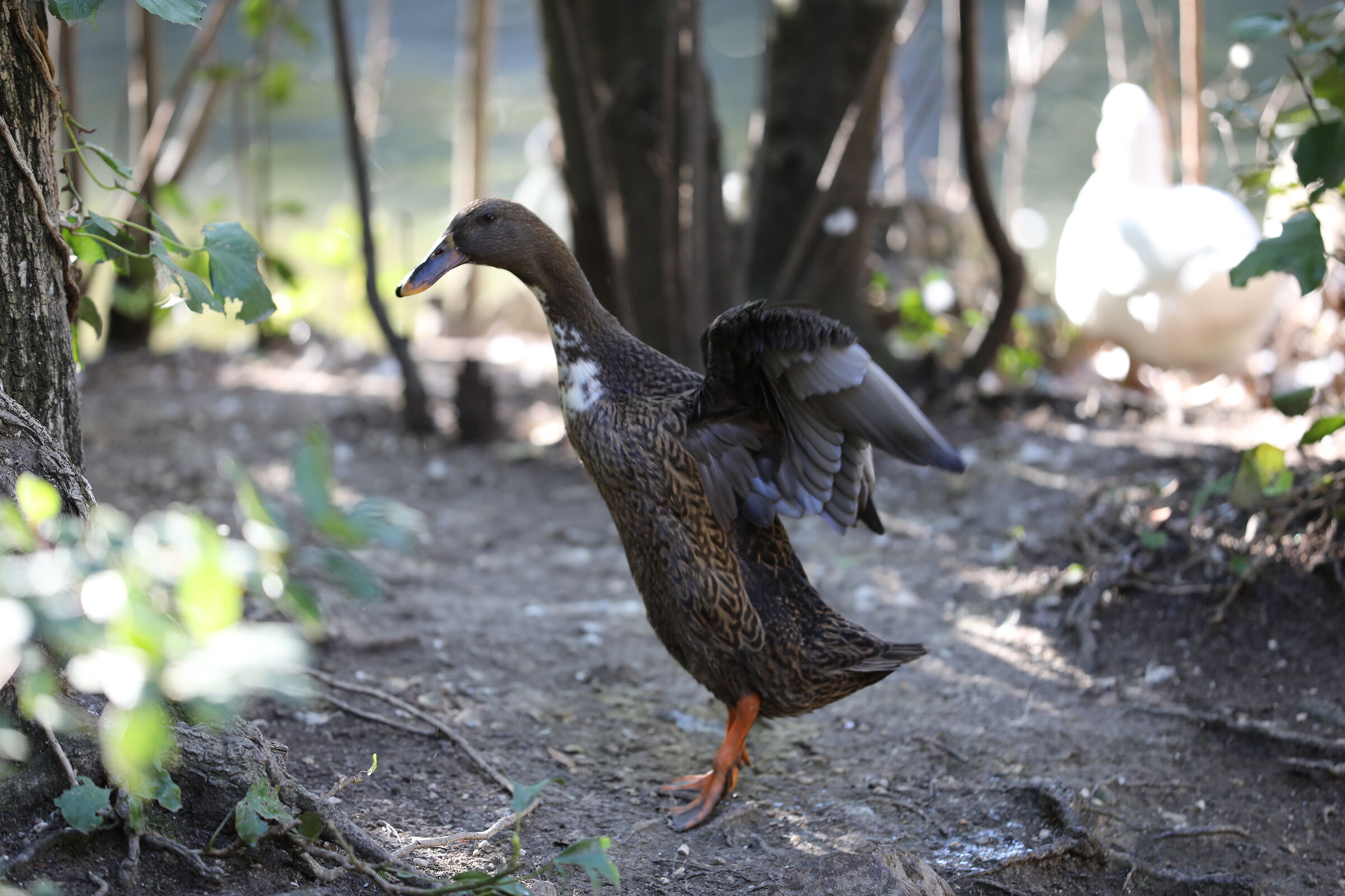 Wild duck in the pond