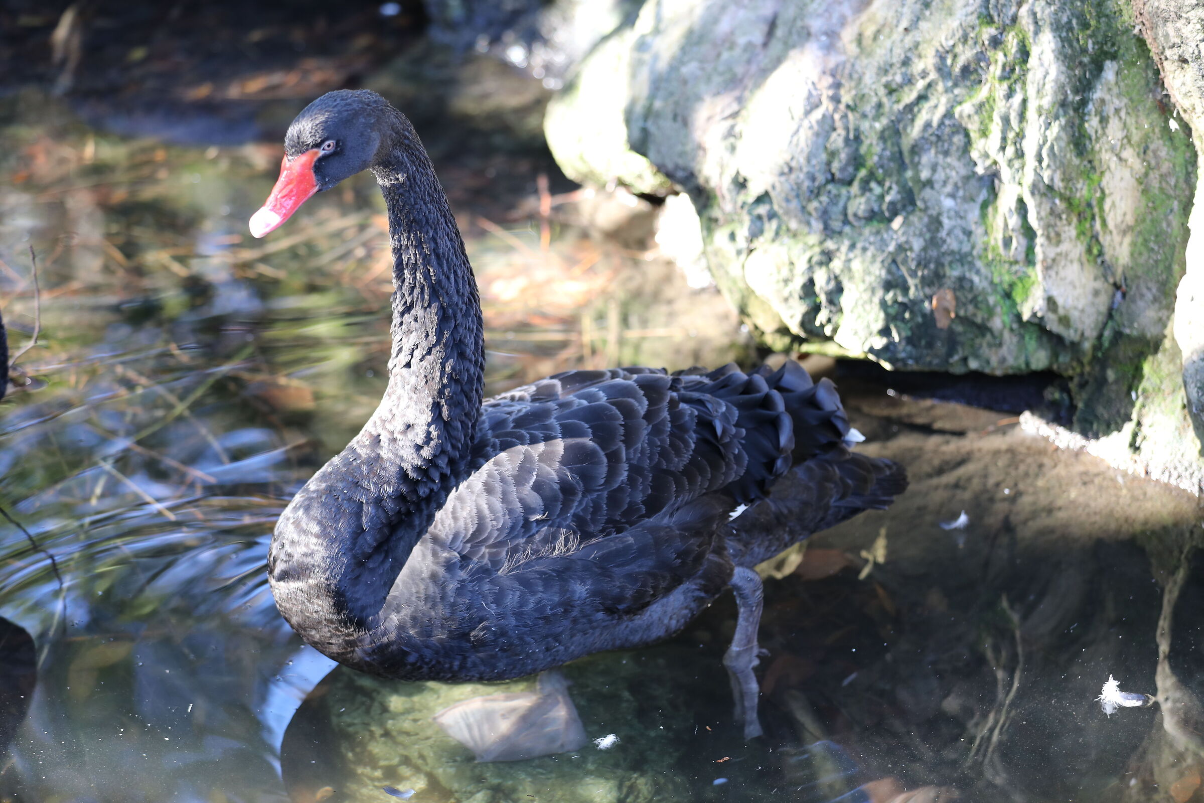 Black swan