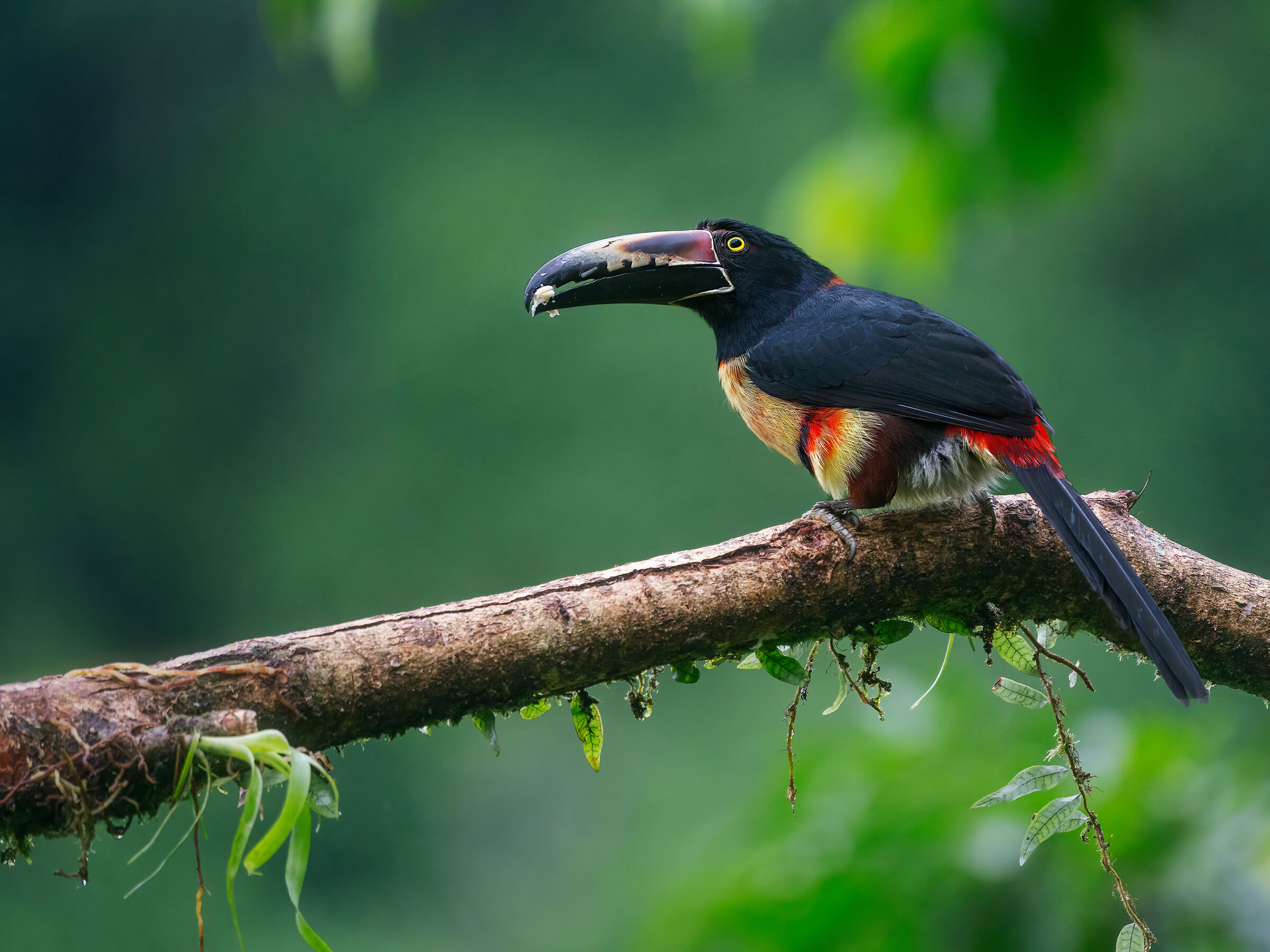 Collared aracari