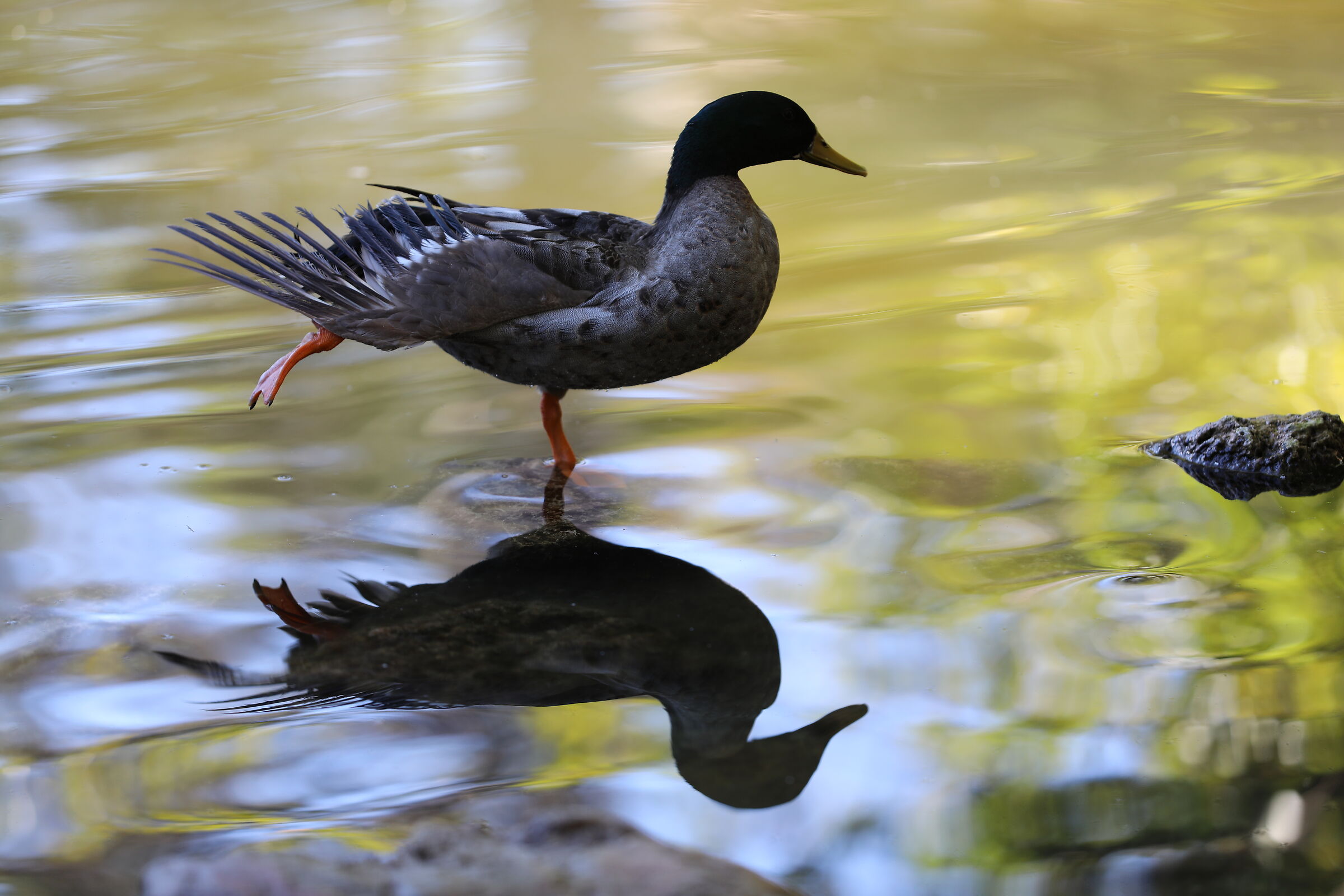 Mallard on 1 leg
