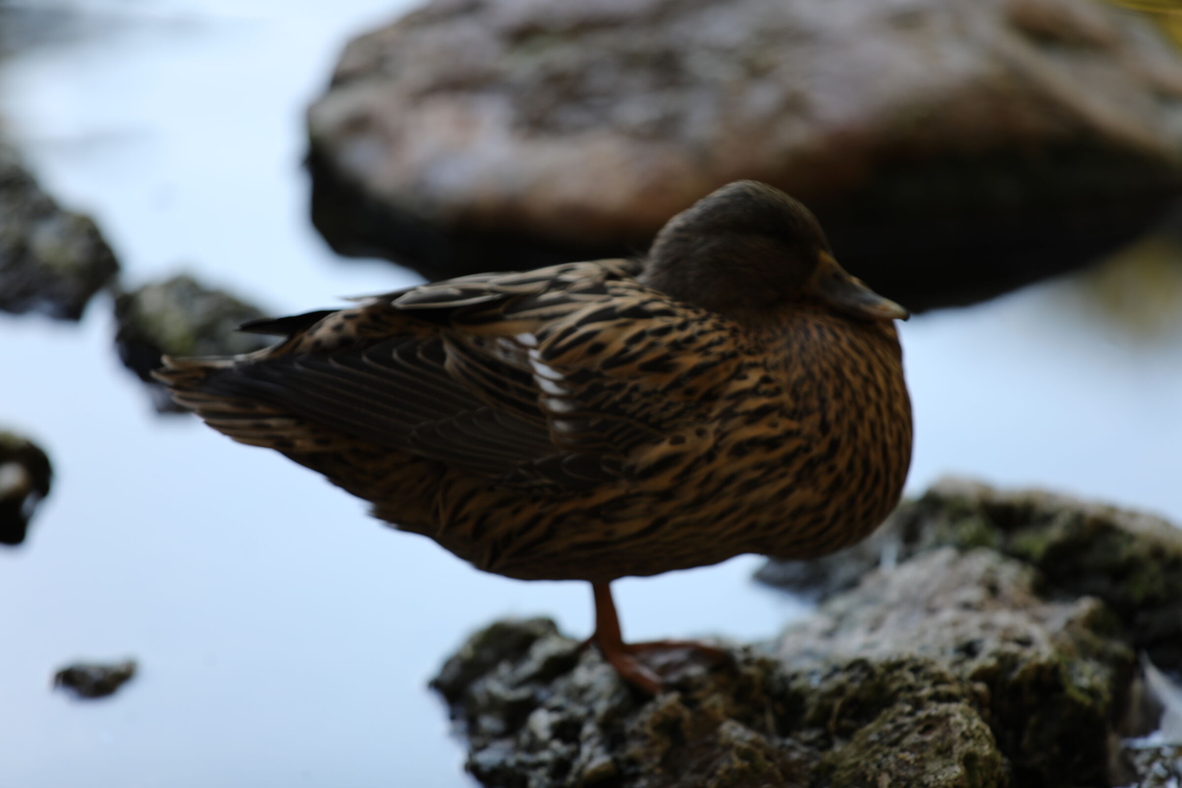 Mallard