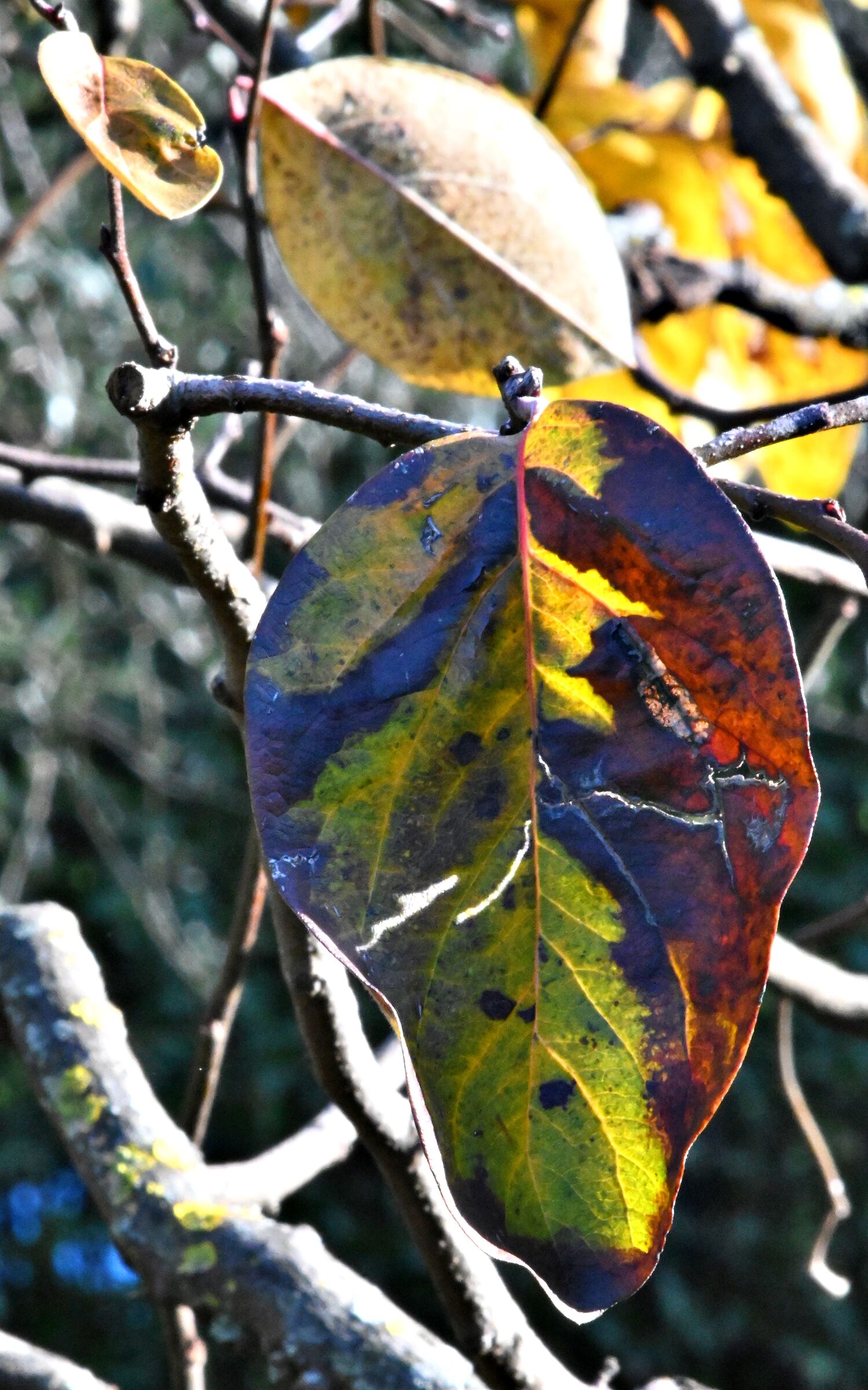 Foglia con colori incredibili