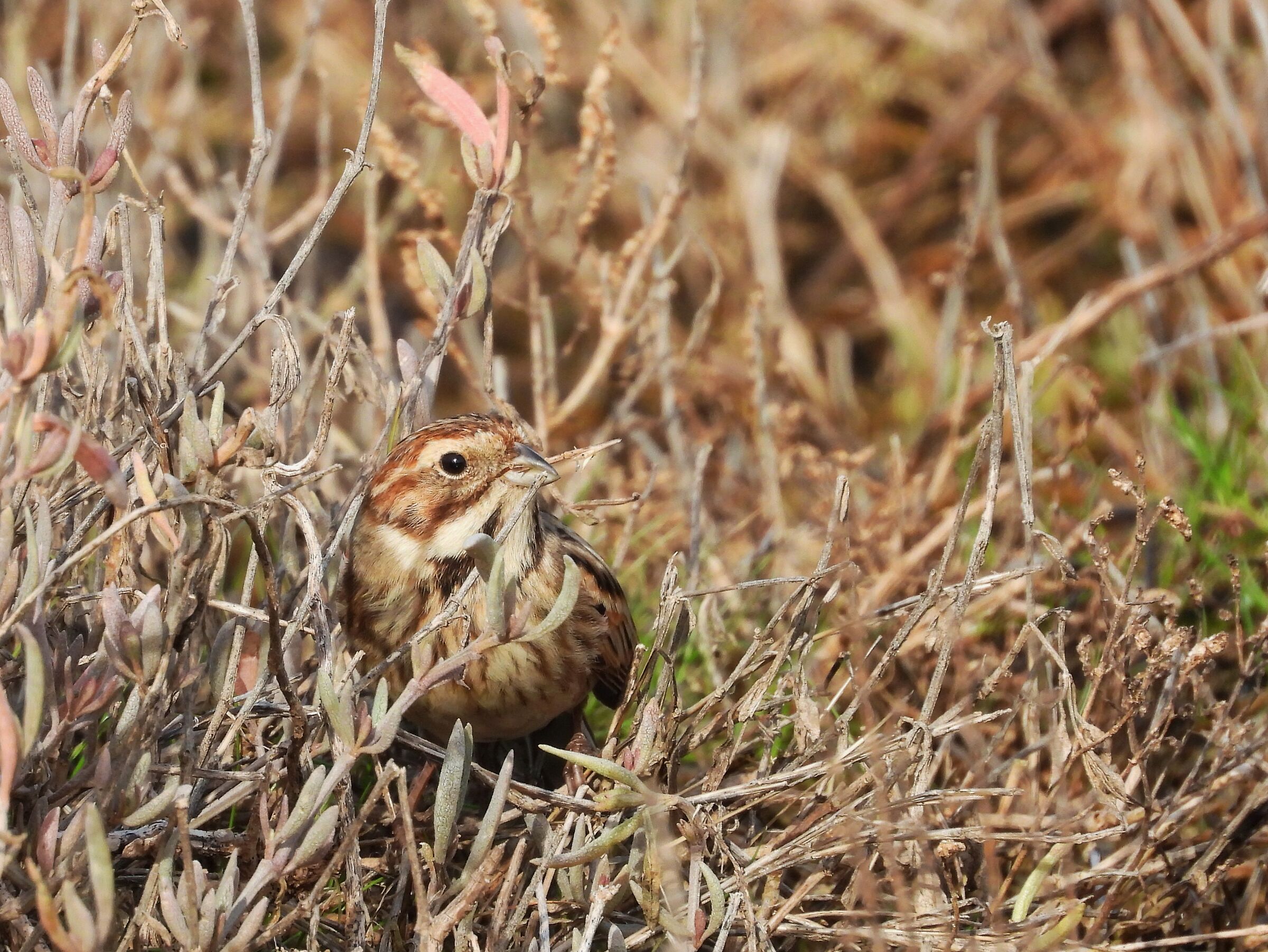 Migliarino di Palude