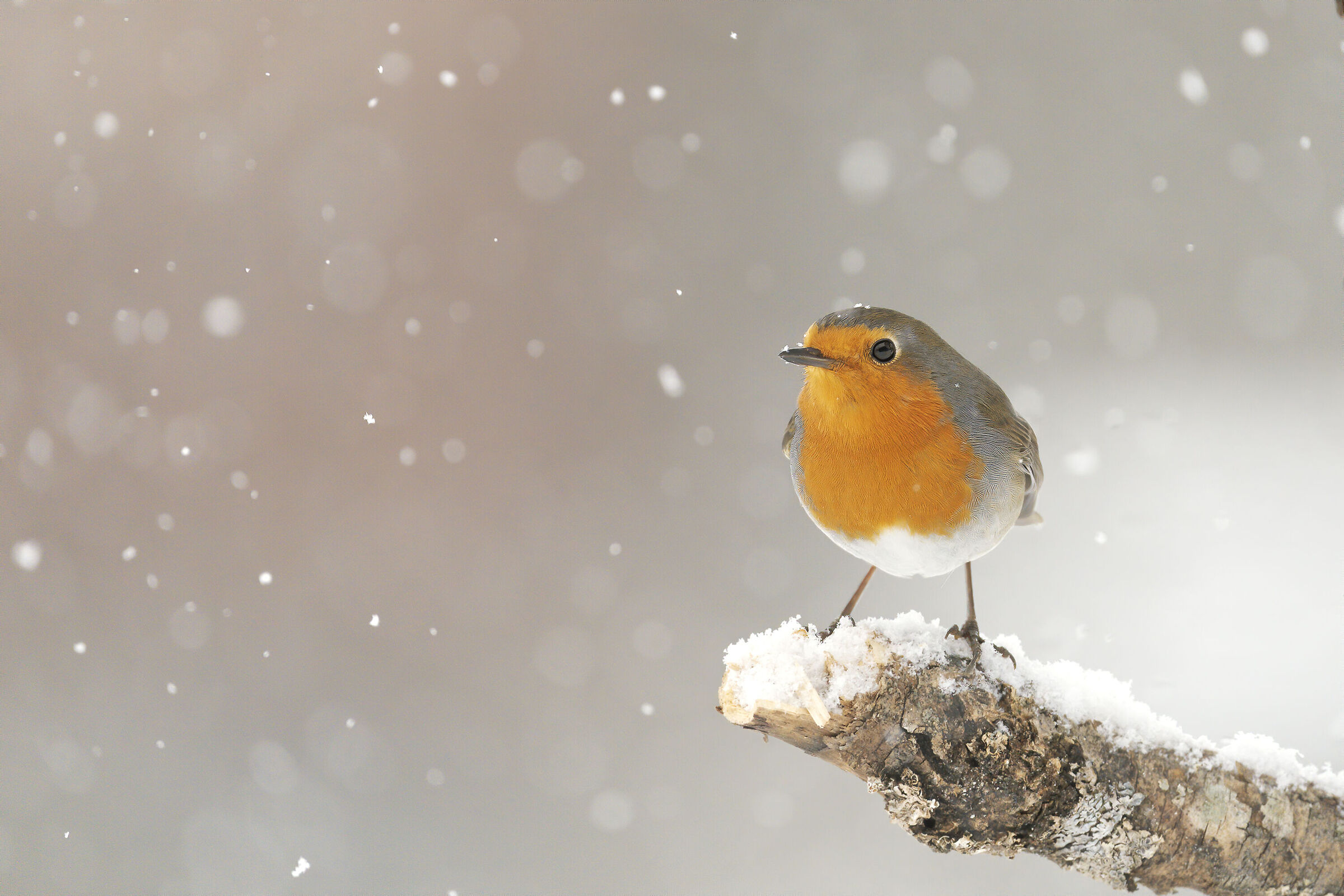 The Robin and the snow.
