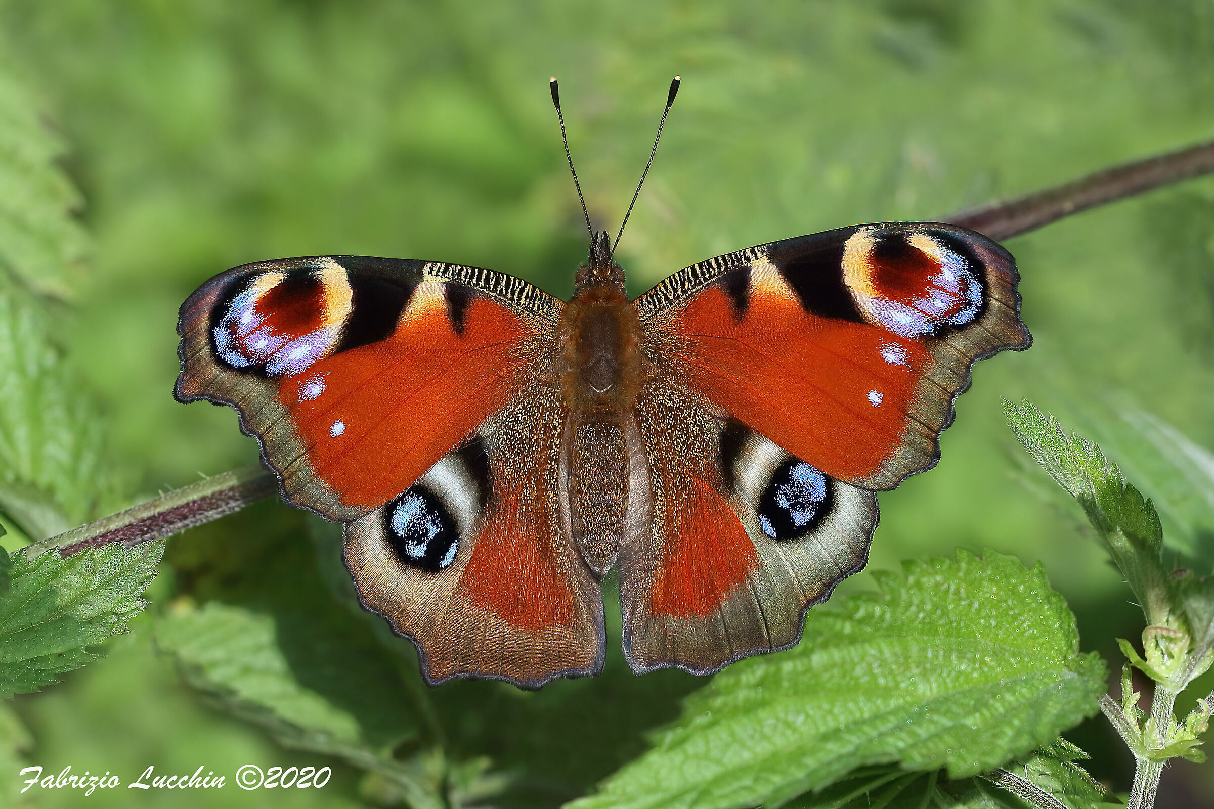 Vanessa io (Inachis io)