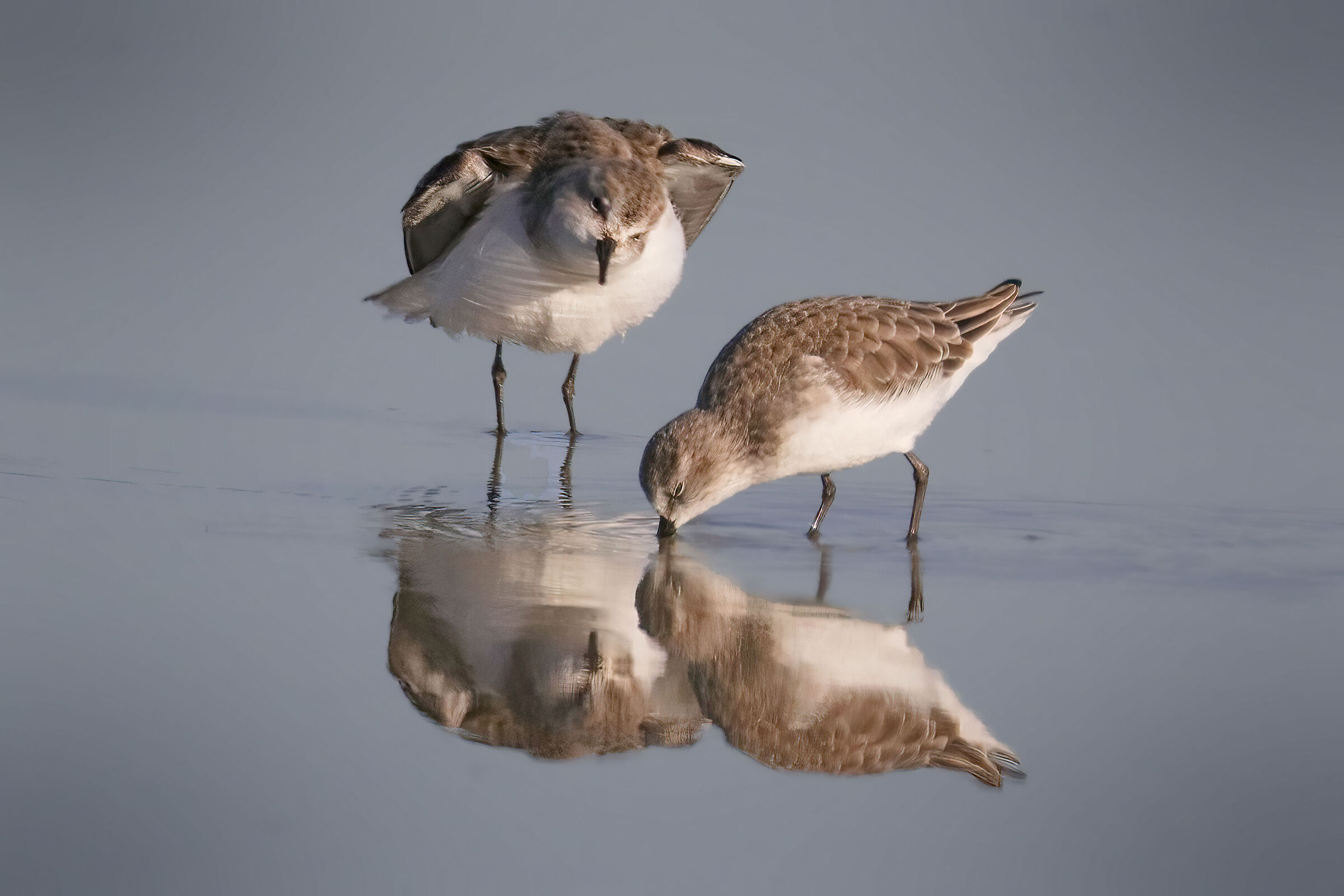 Piovanelli pancianera