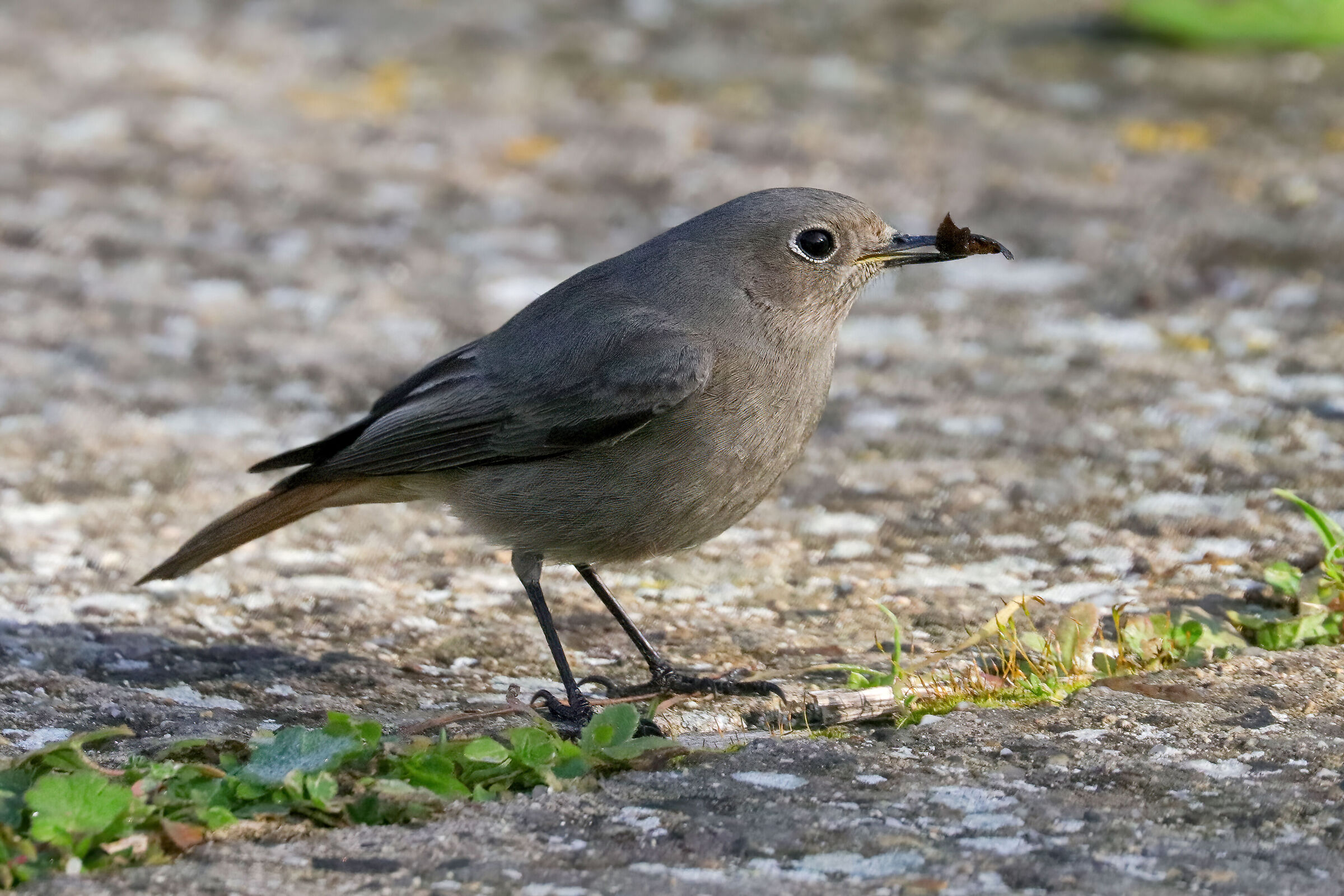 Black redstart