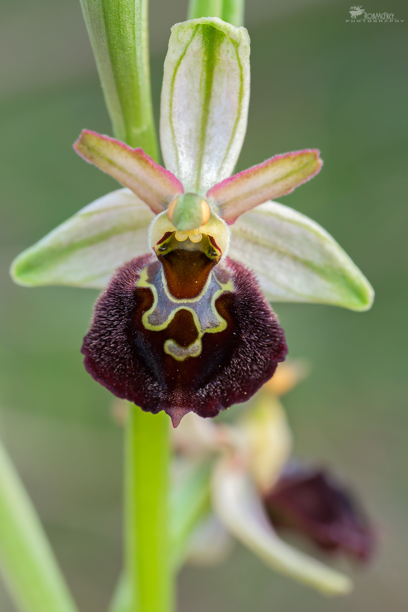 Ophrys morisii