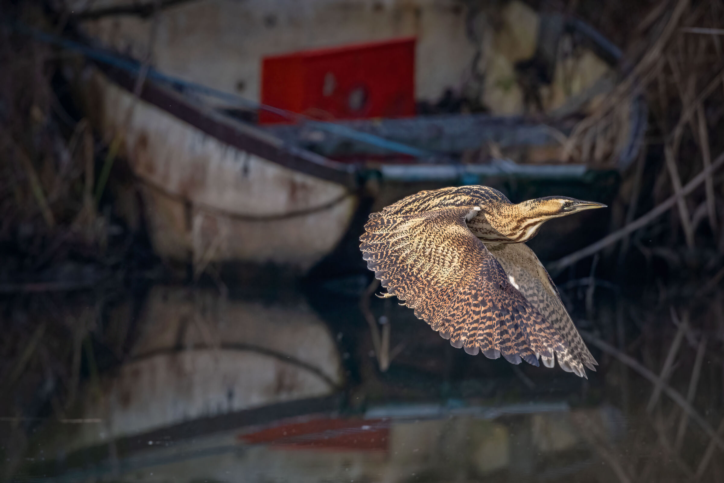 Bittern in flight