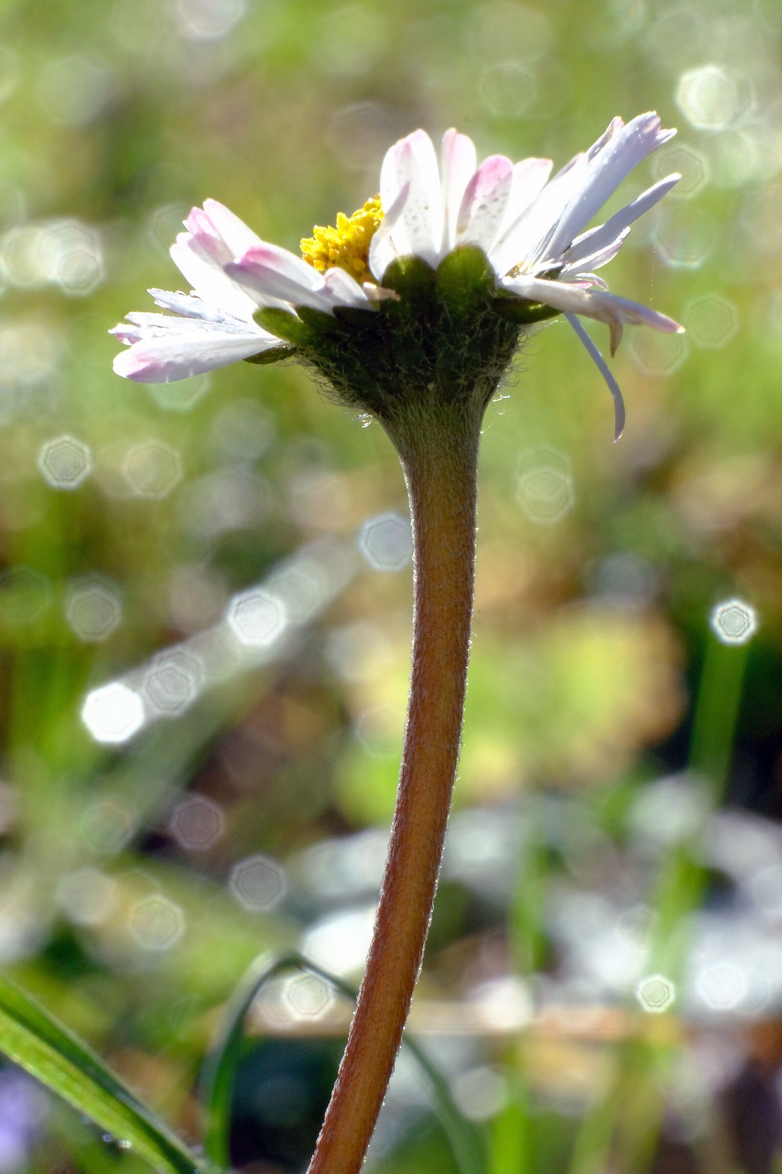 Spring