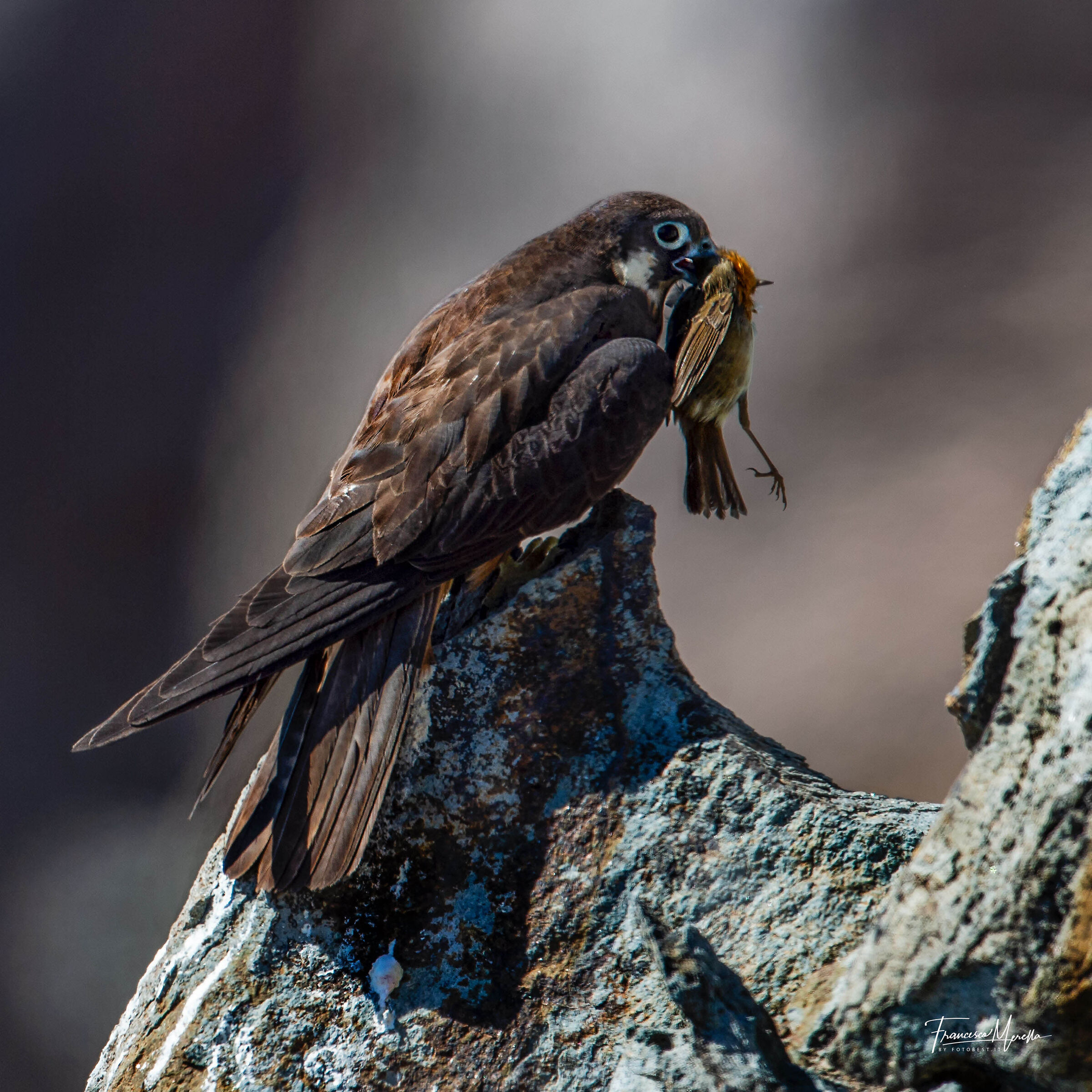 falco della regina con preda