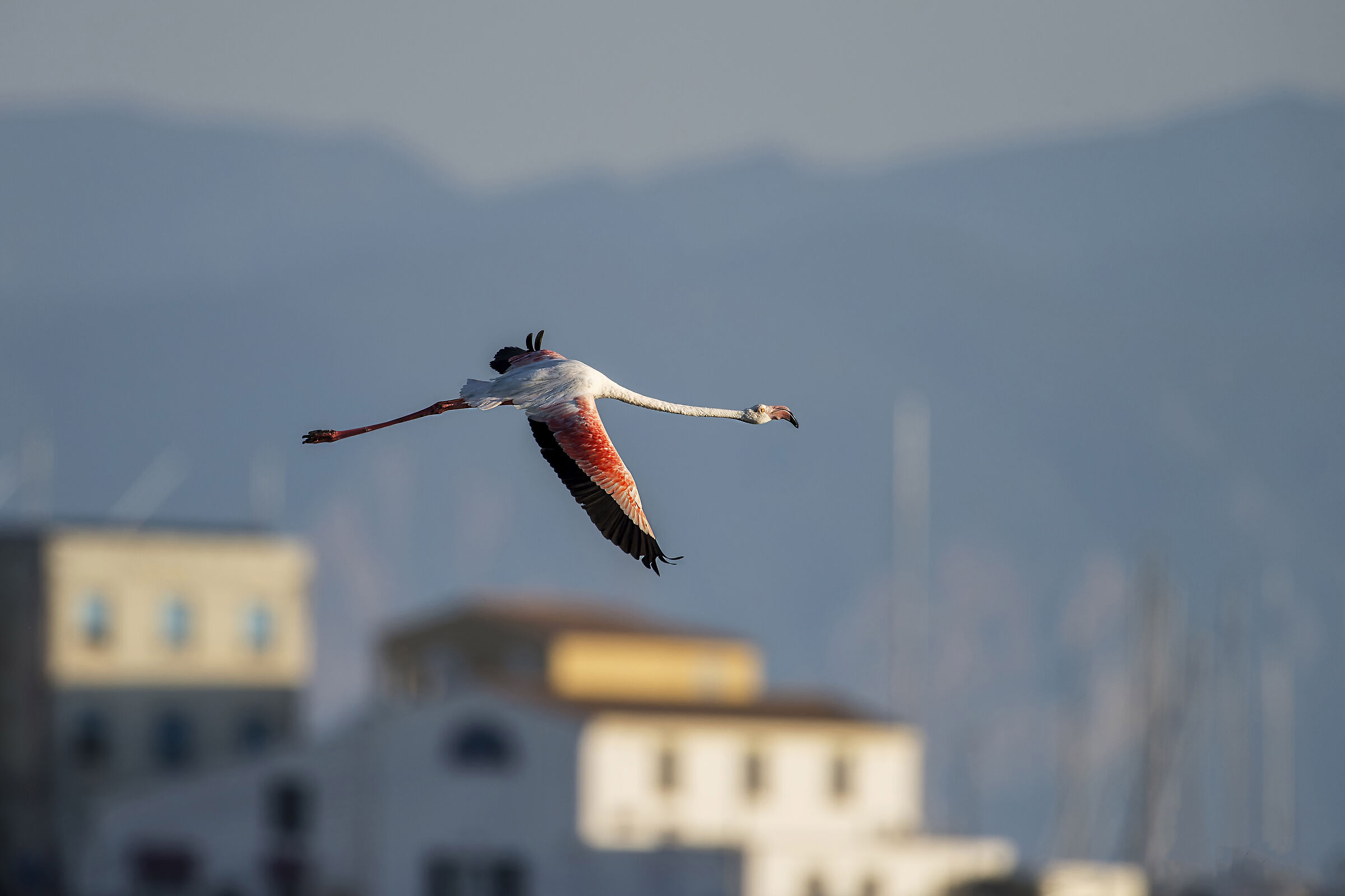 PINK FLAMINGO - CARLOFORTE