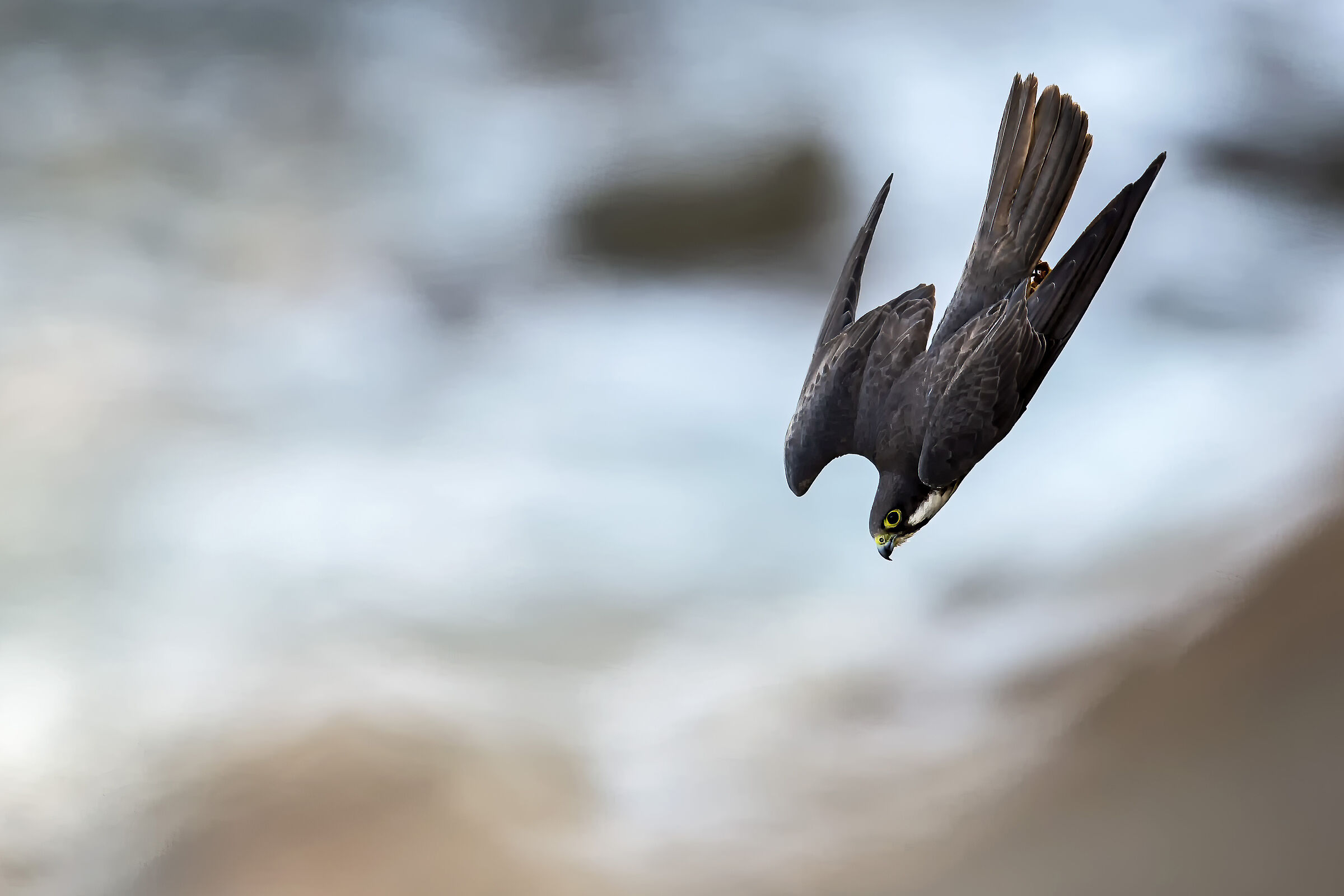 QUEEN'S HAWK IN SWOOP