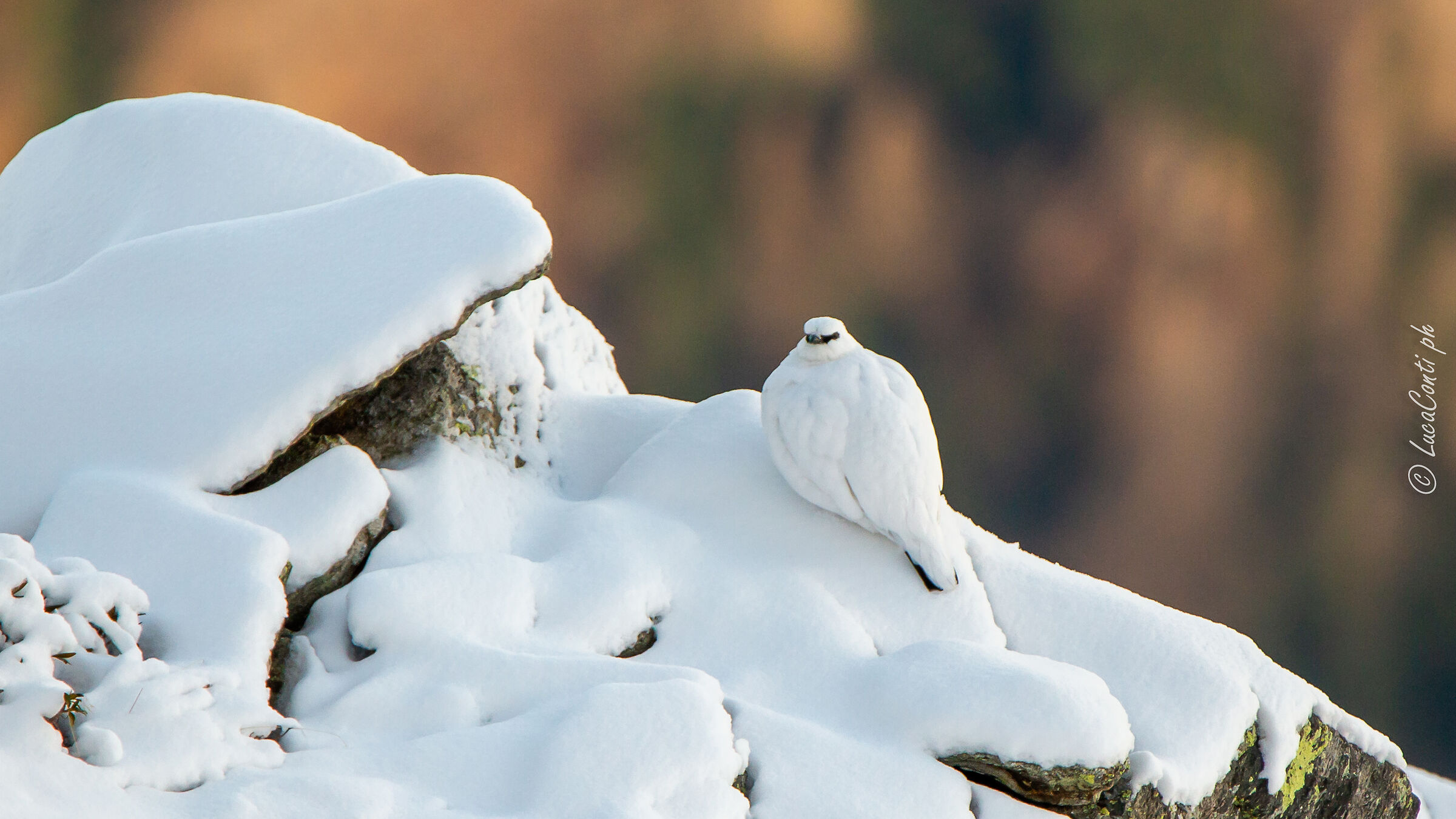 Pernice bianca , Valsassina LC