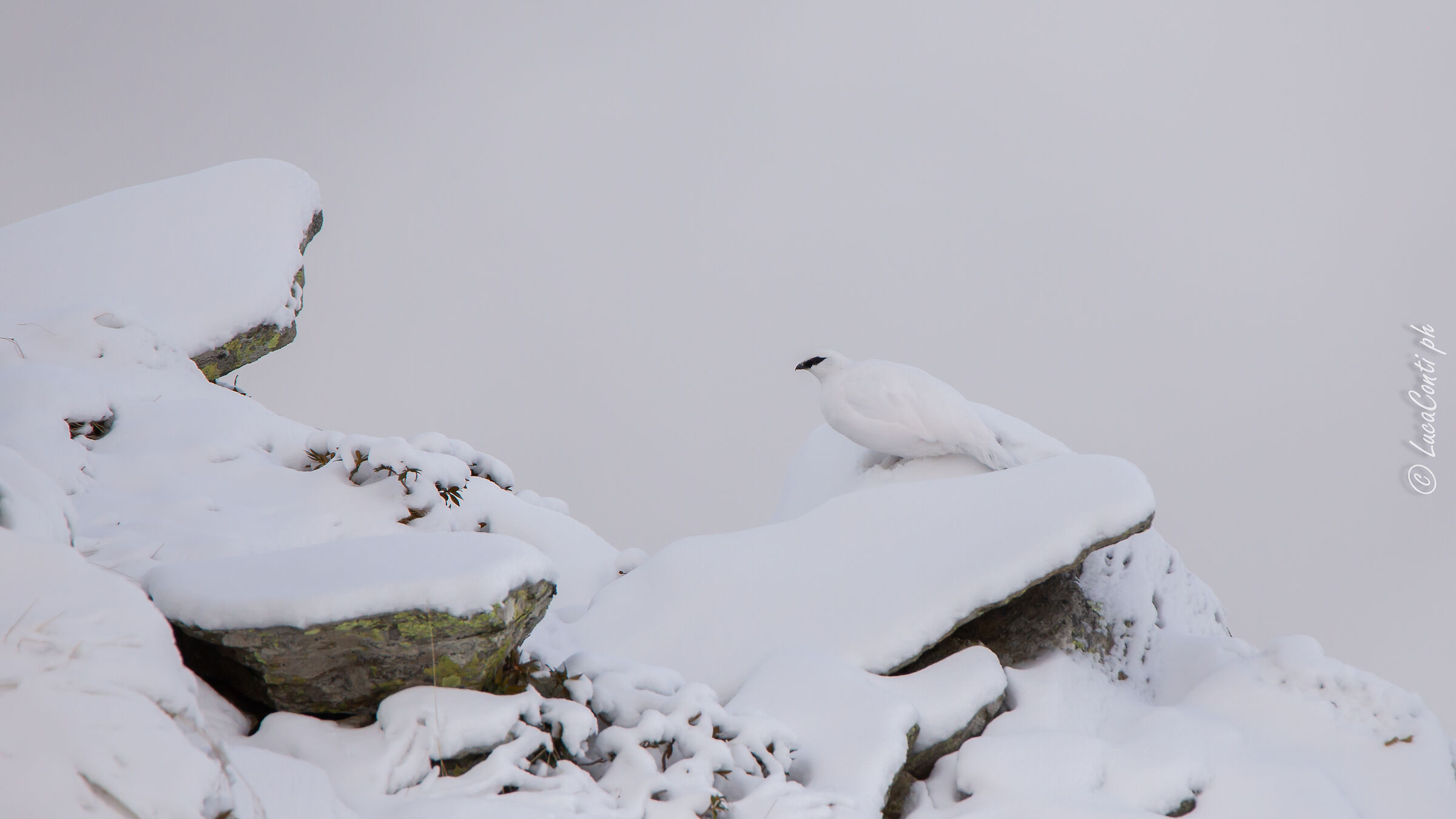 Pernice bianca , Valsassina LC