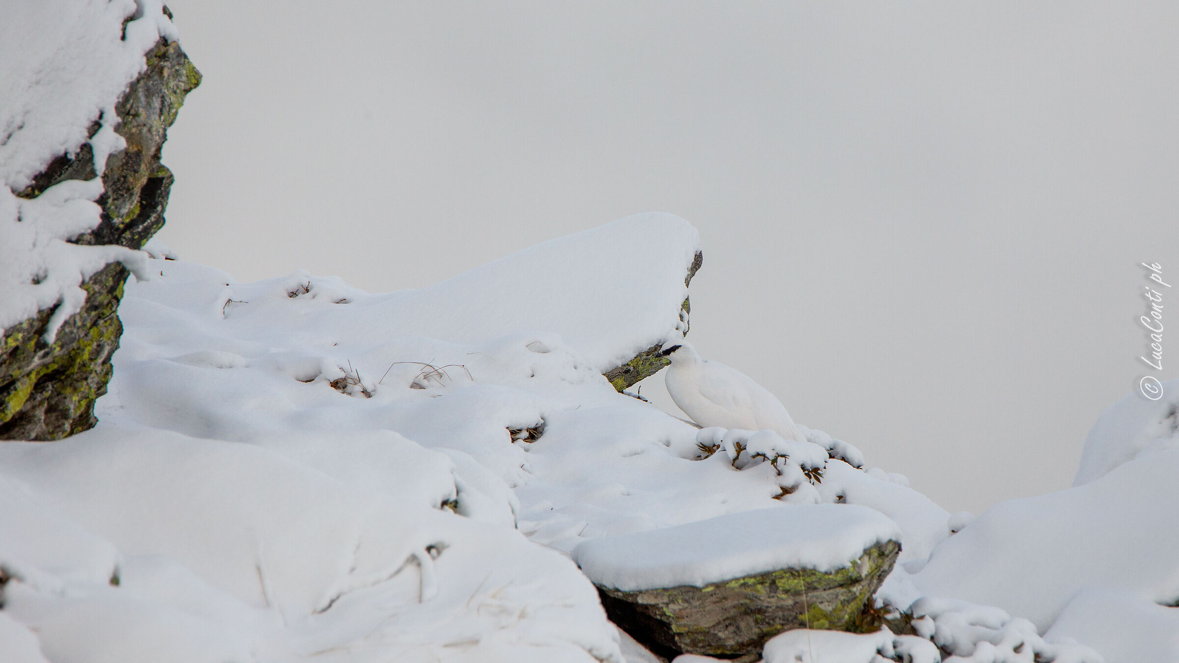 Pernice bianca , Valsassina LC