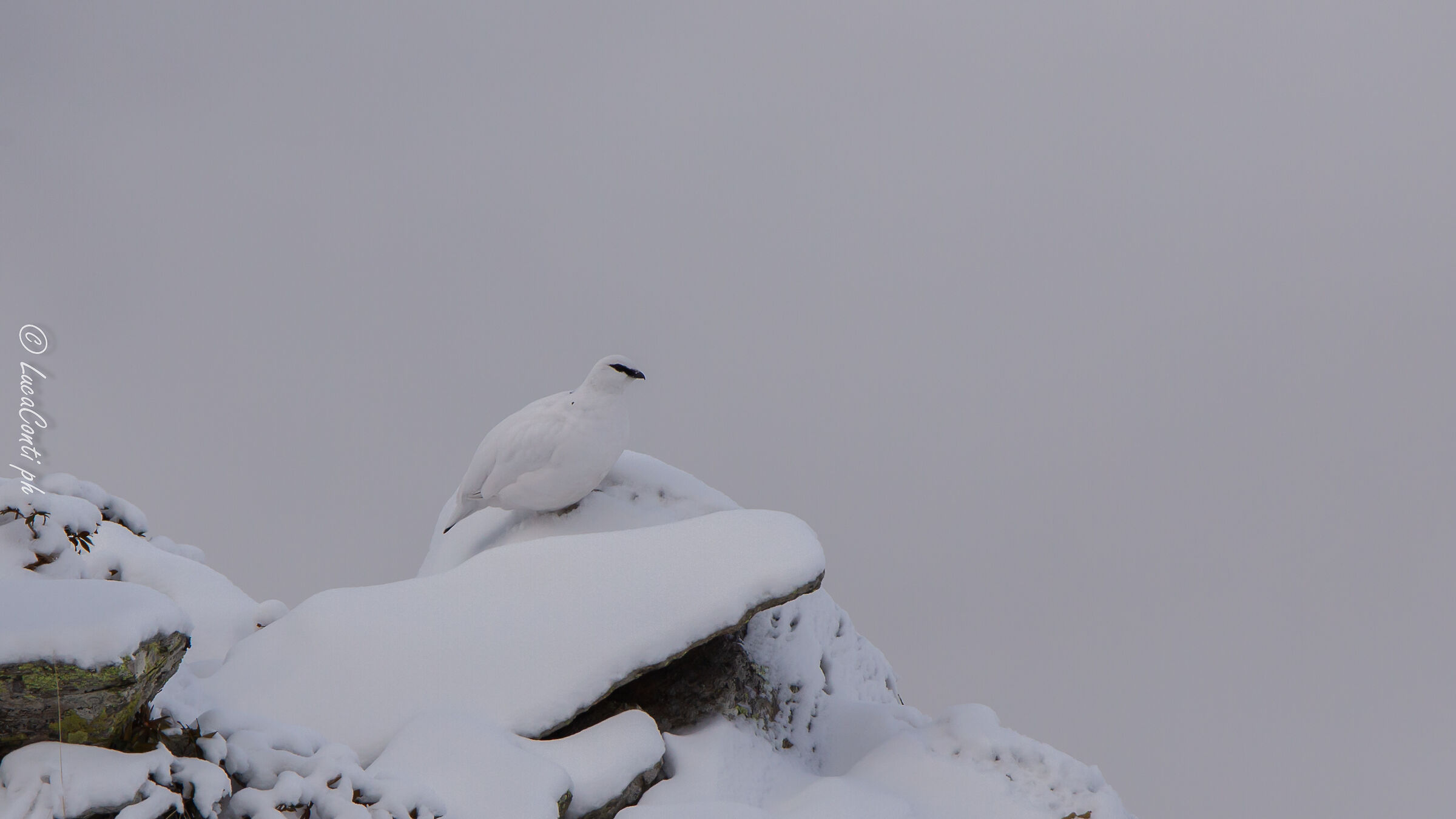 Pernice bianca , Valsassina LC
