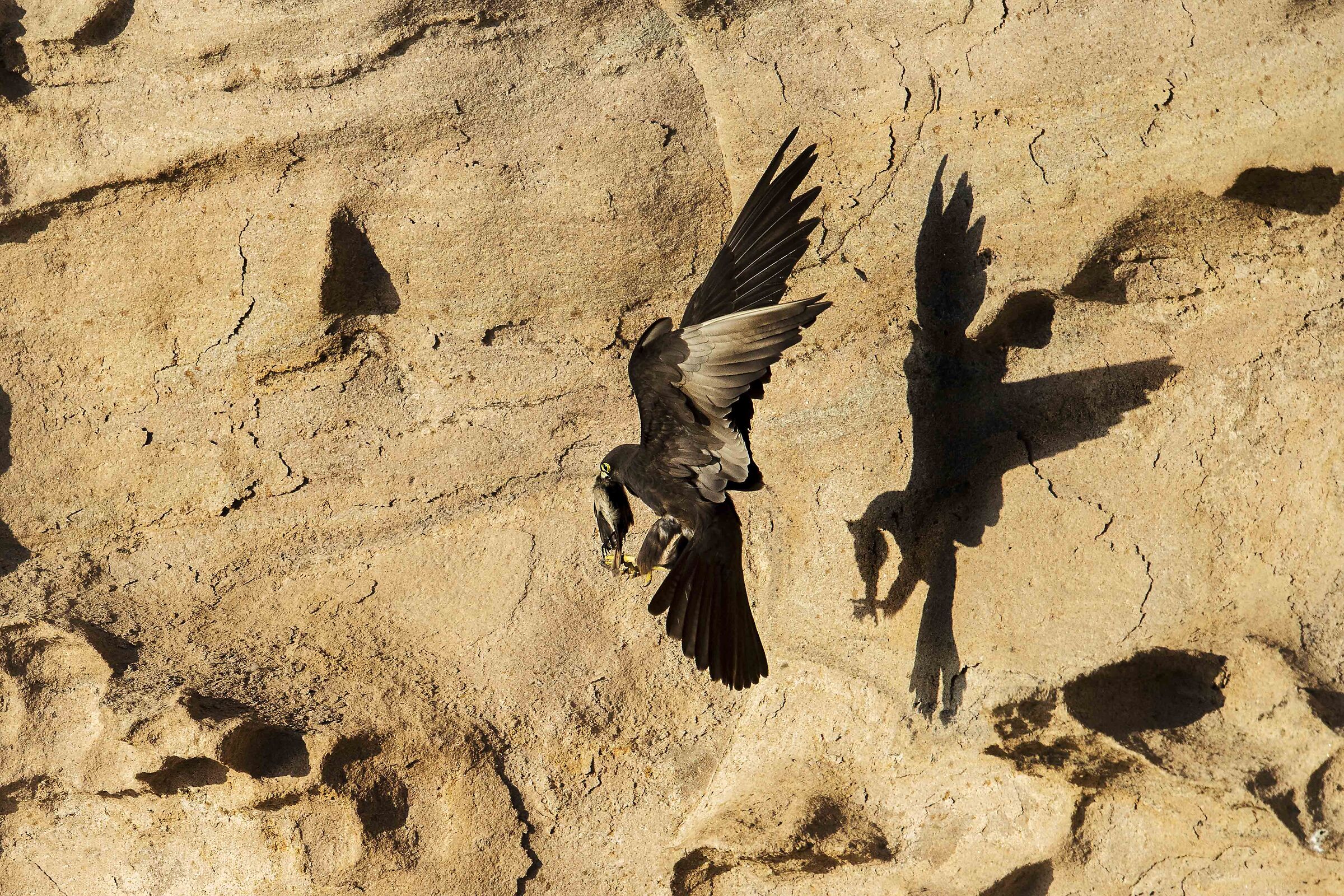 a caccia con l'ombra