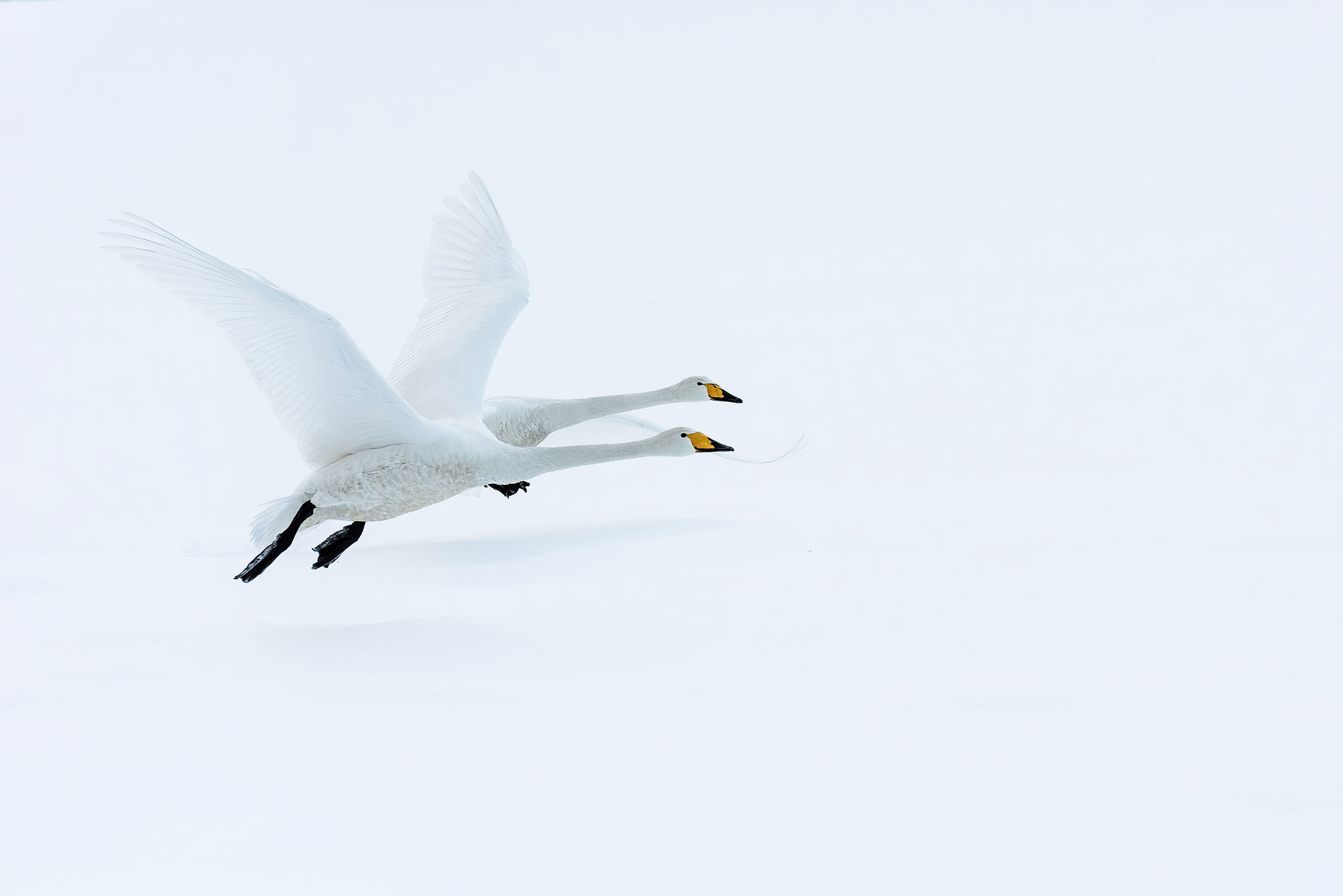 WILD SWANS IN HOKKAIDO