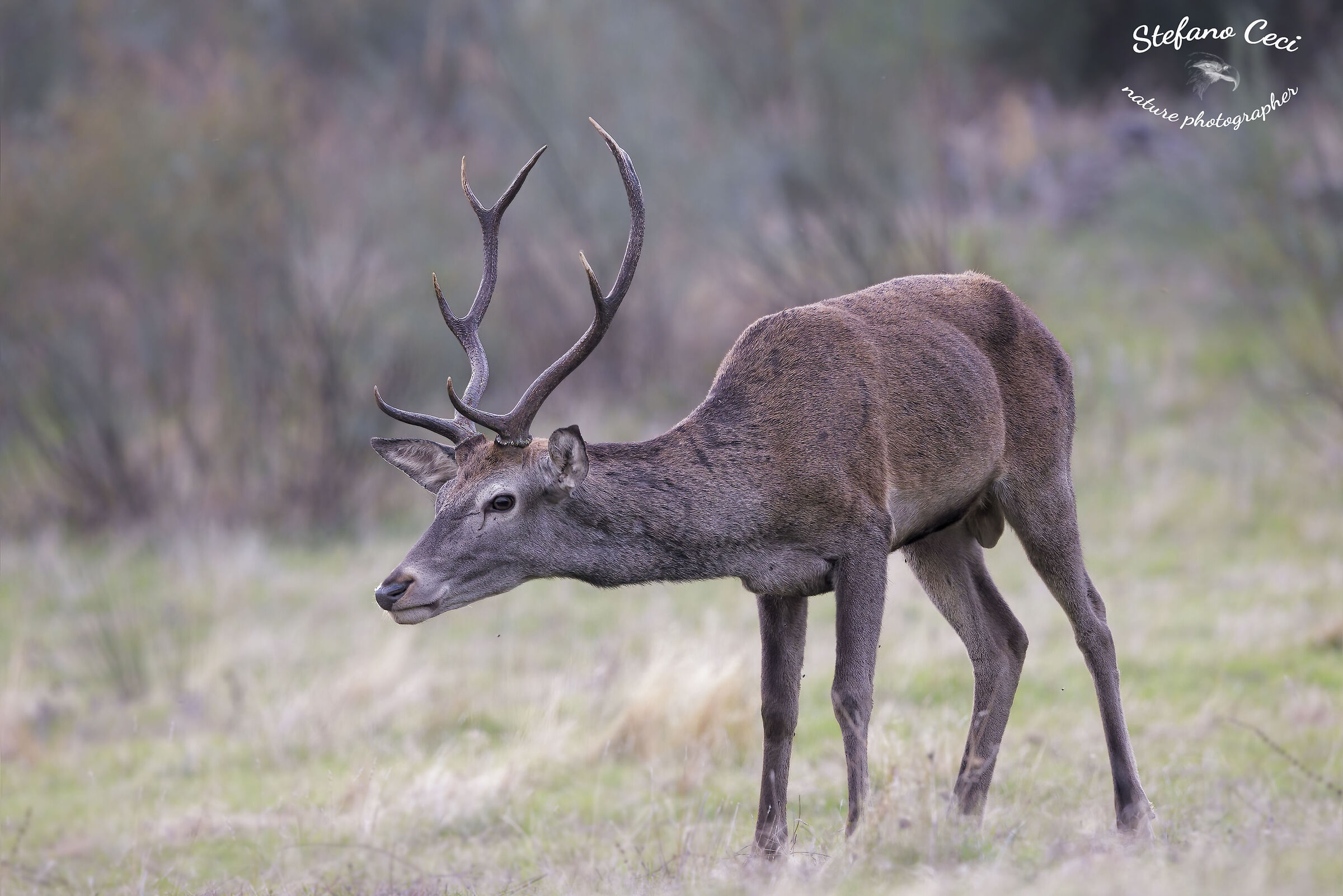 Iberian Male Deer