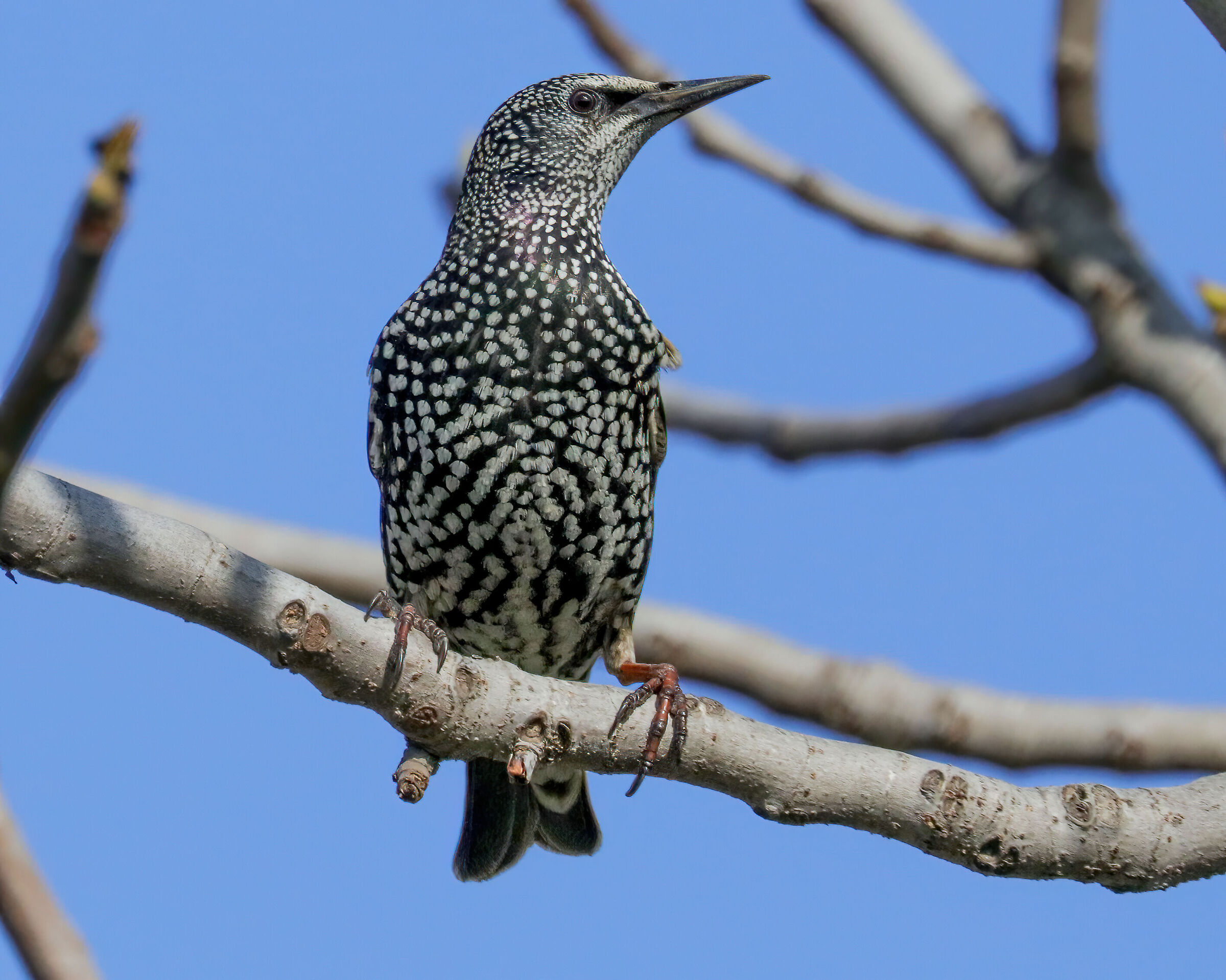 Starling