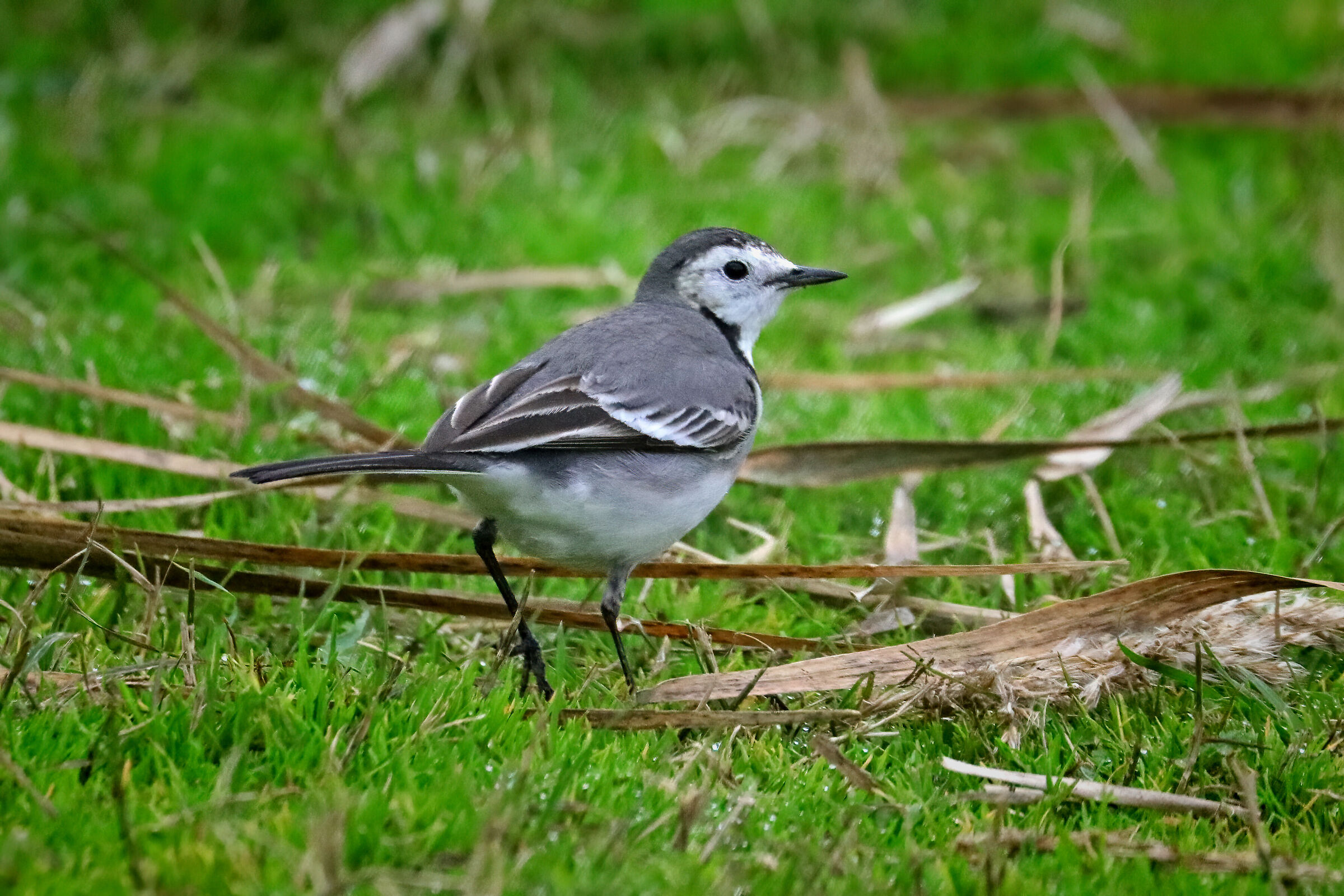 White wagtail