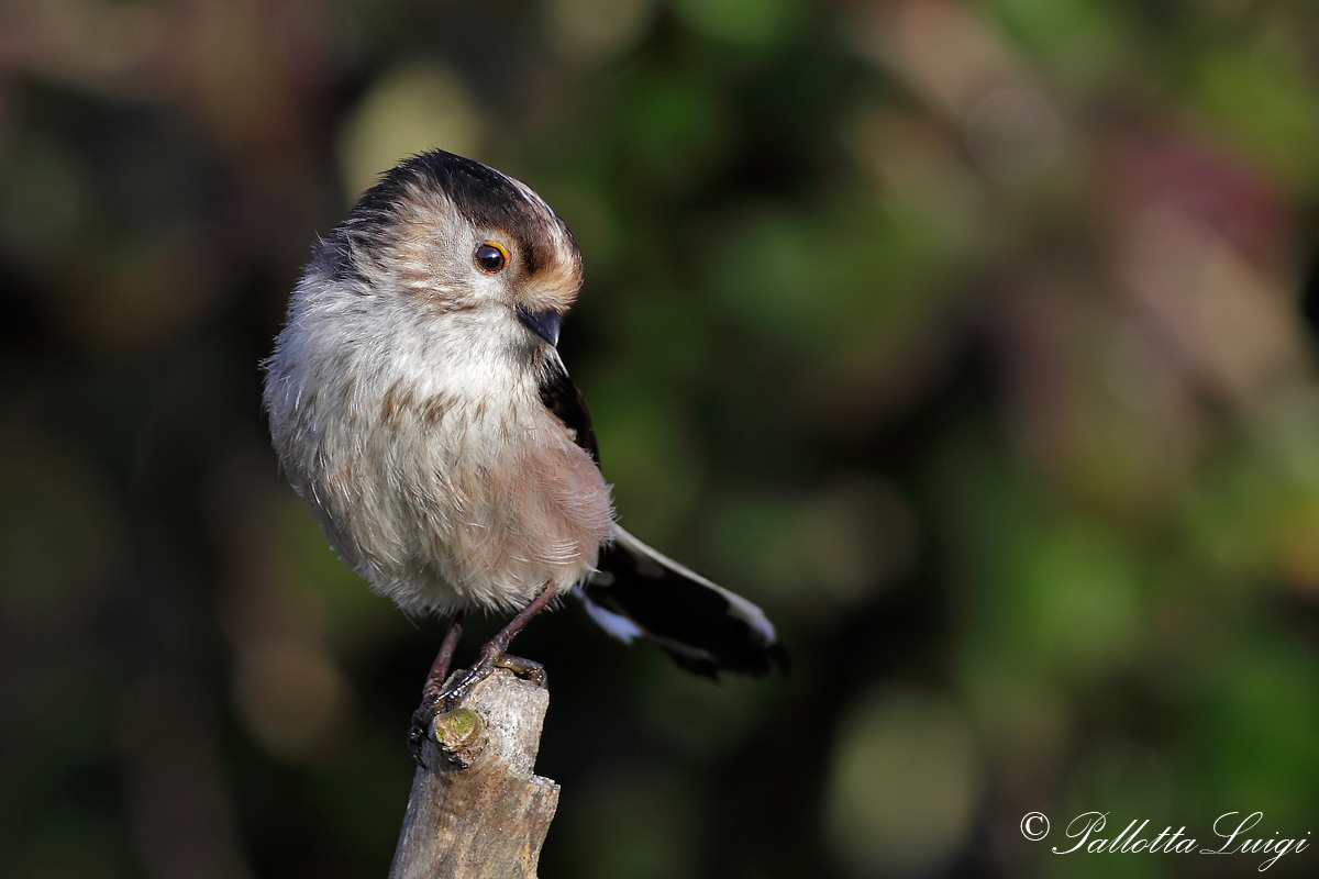 Cdibugnolo (Aegithalos caudatus)