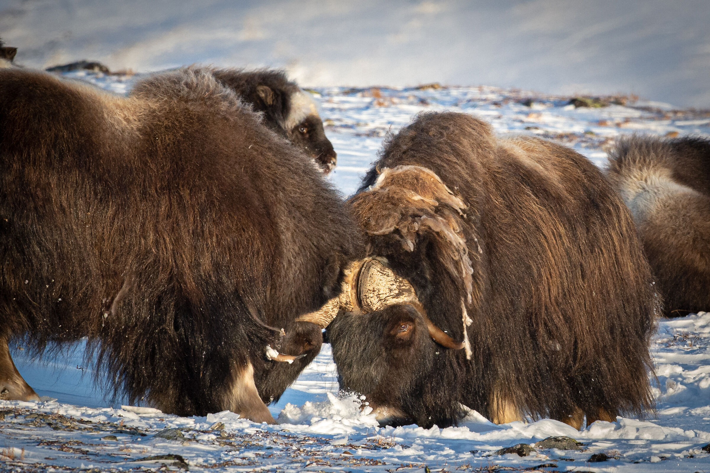 Muskox