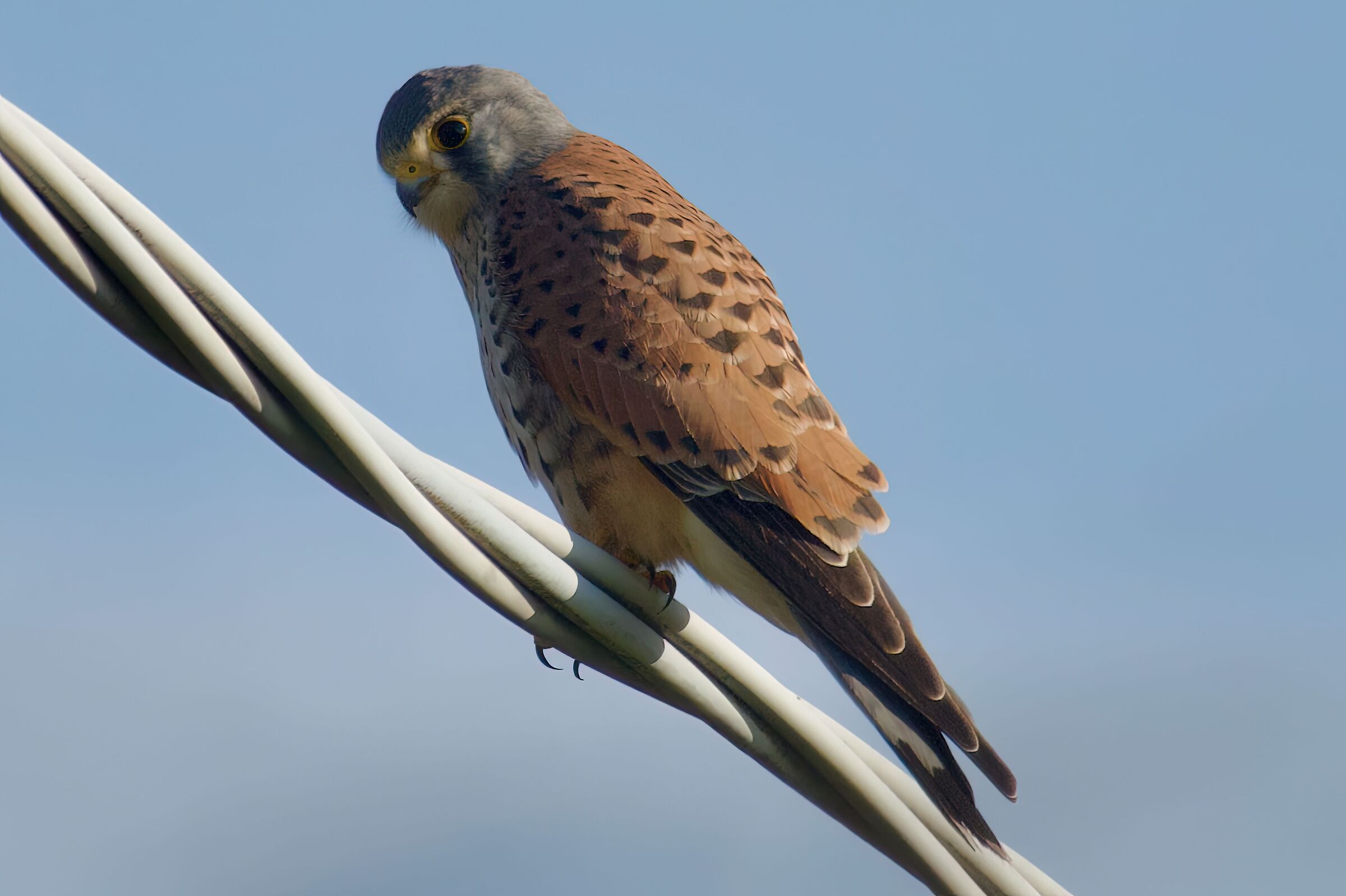 Kestrel