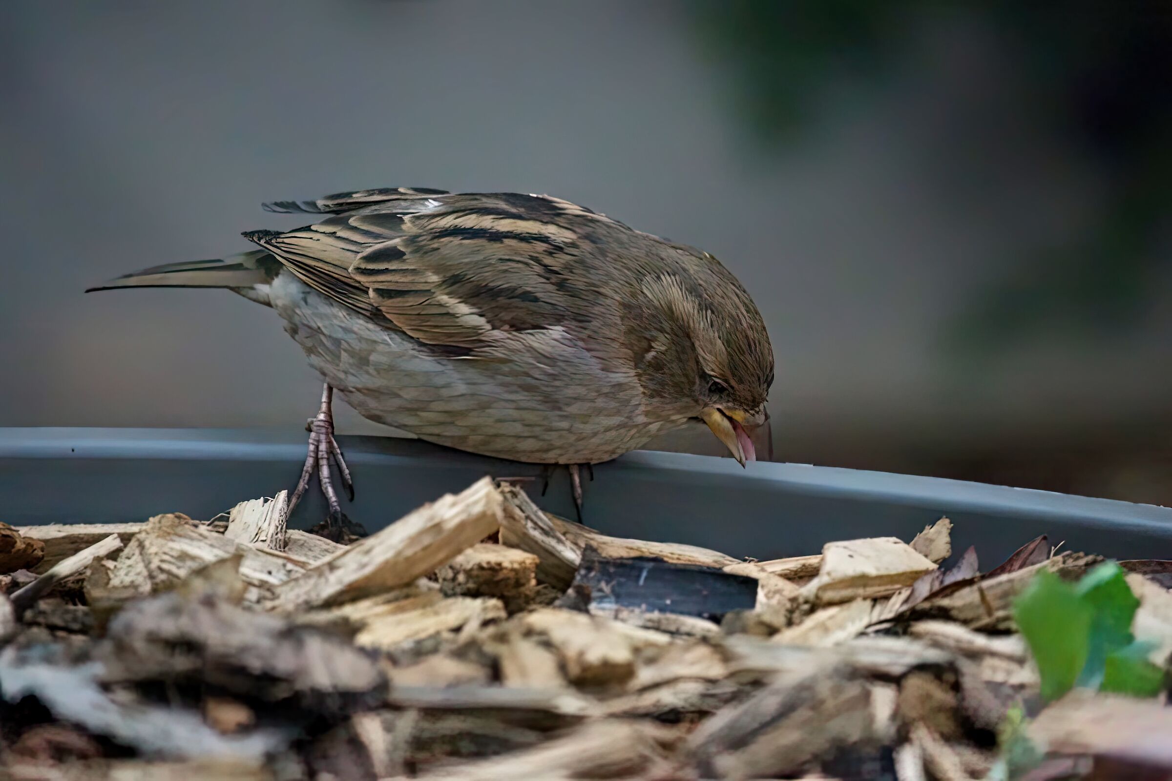 Young sparrow