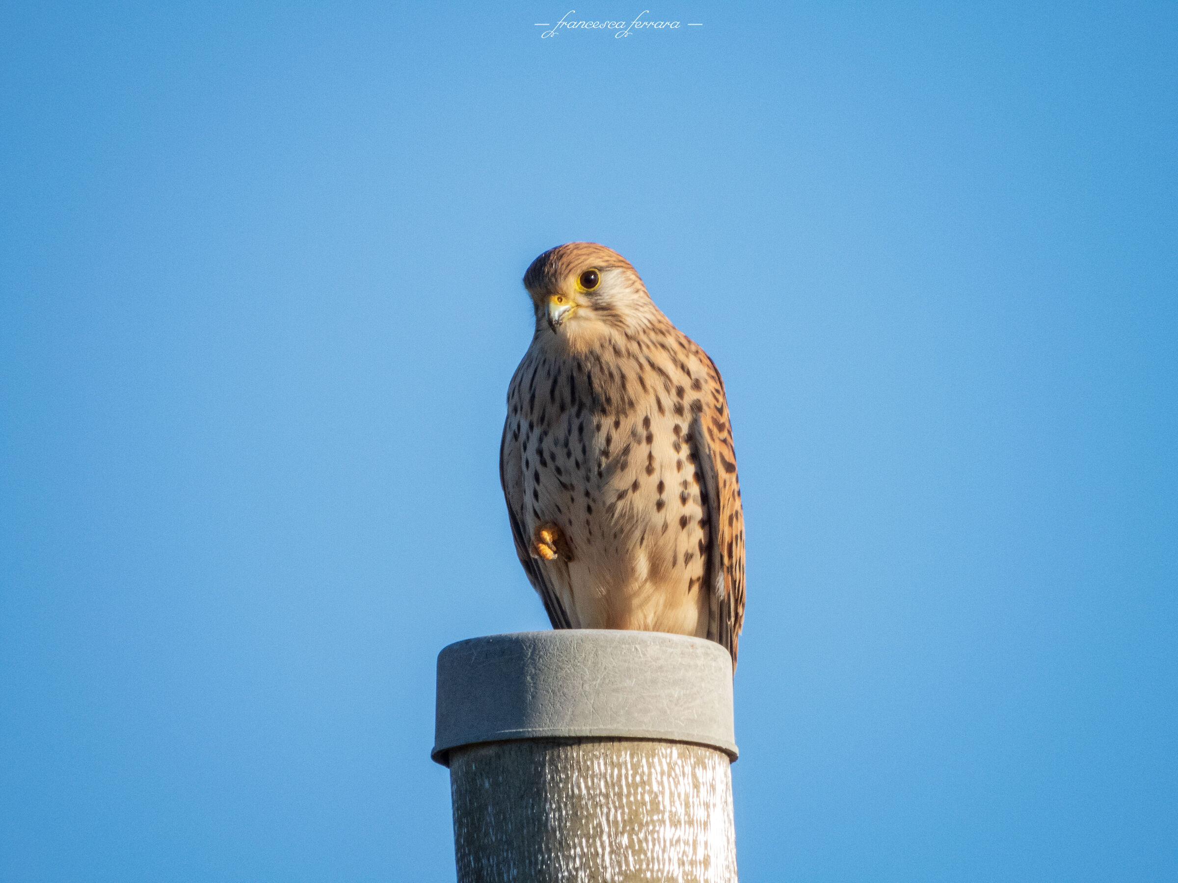 Gheppio (Falco Tinnunculus) femmina