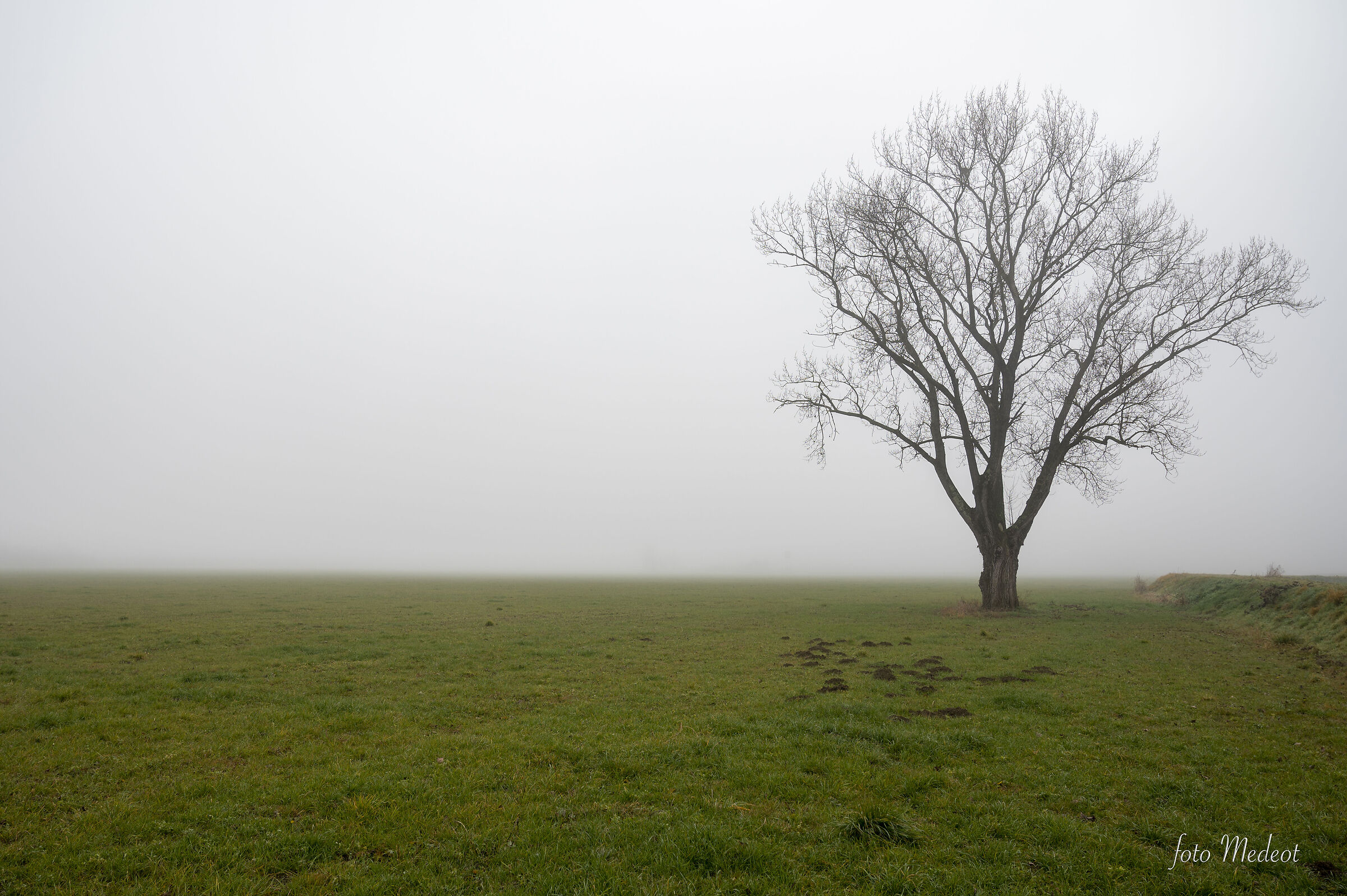 Albero nella nebbia