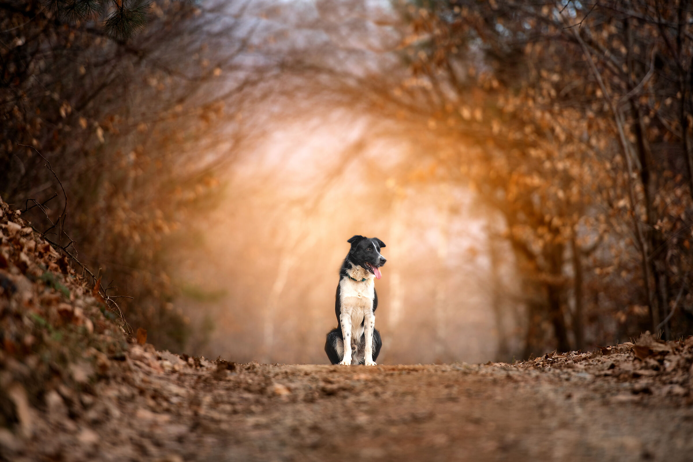 Viserion dei Matiblu