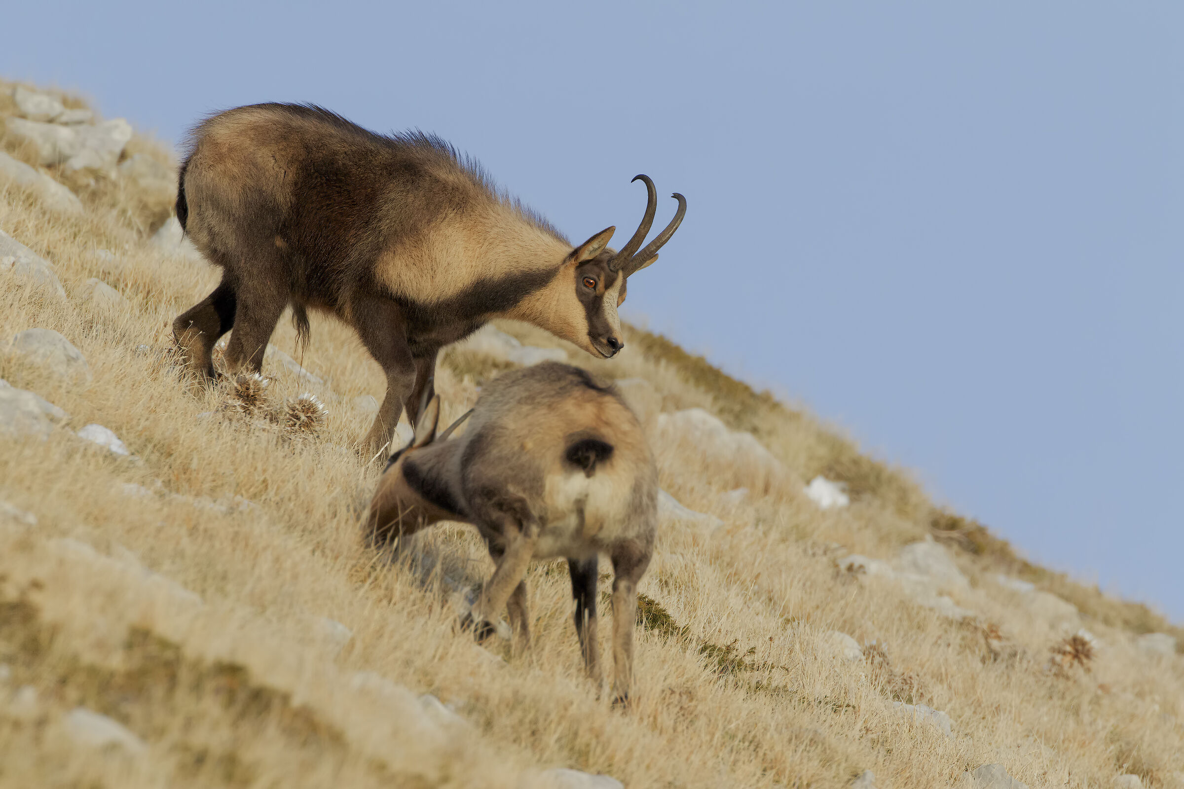 Camoscio appenninico....sento odore di femmina!!!