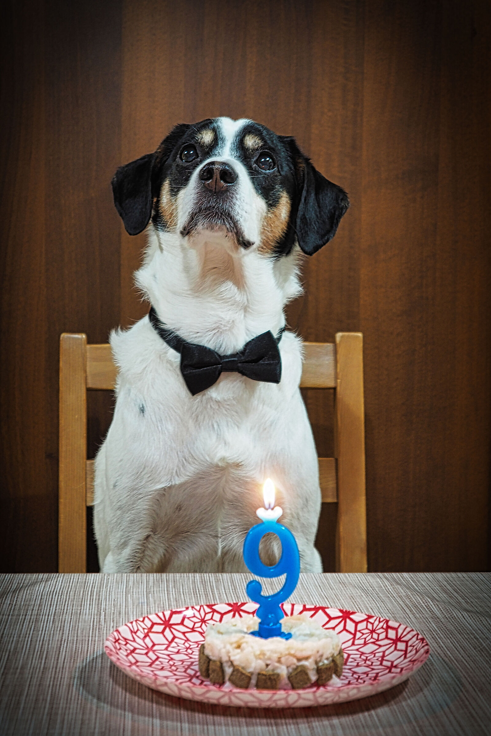 Today is nine furry years of Tommy!