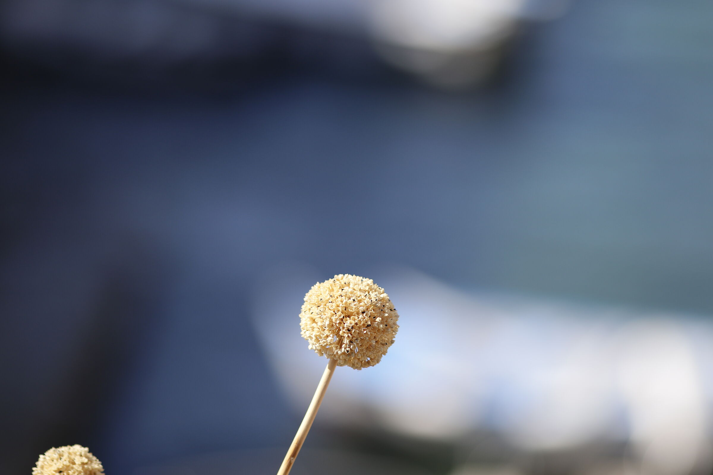 Canon 7D II / 135 F.2 L USM