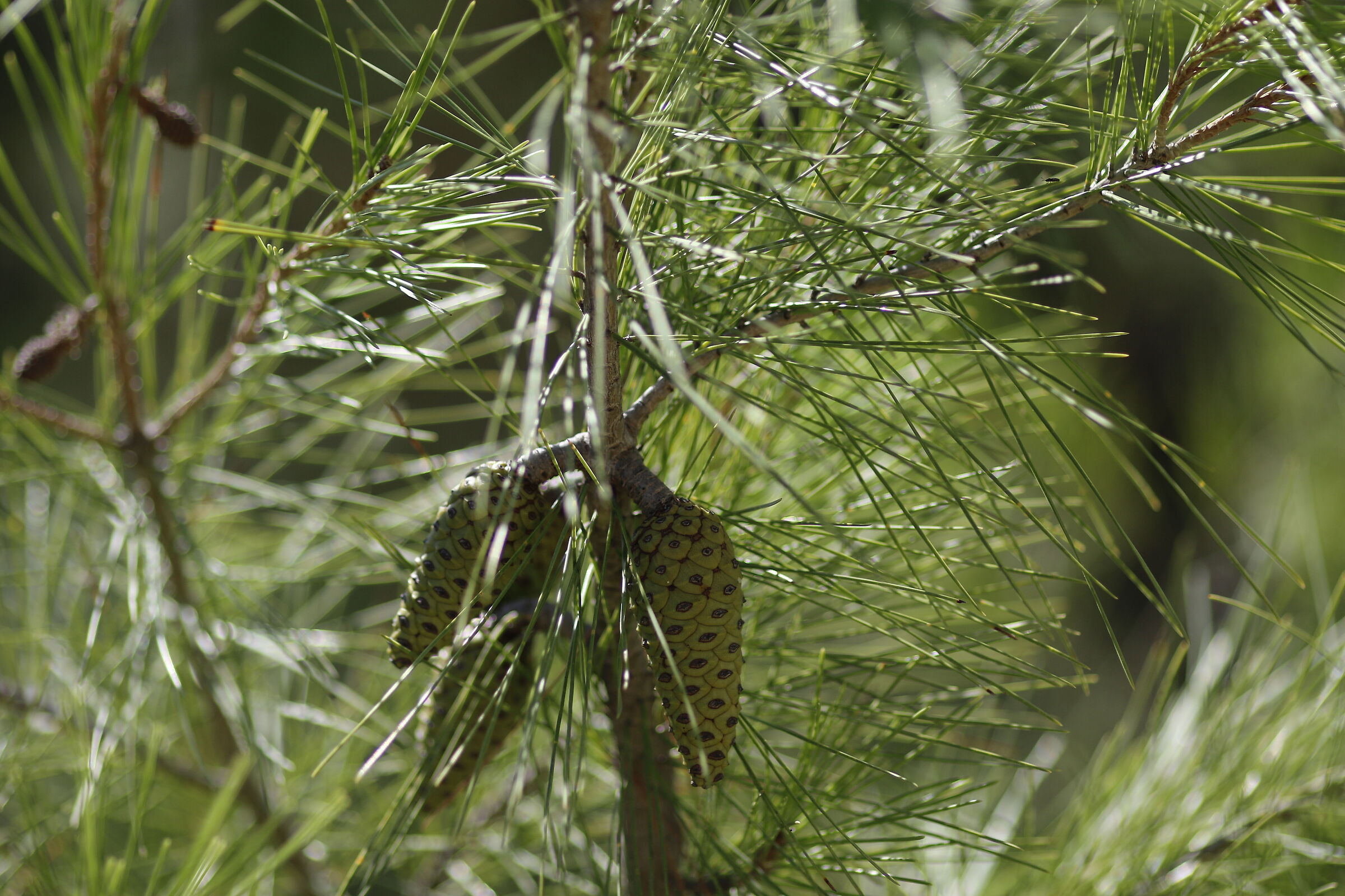 Canon 7D II / 135 F.2 L USM