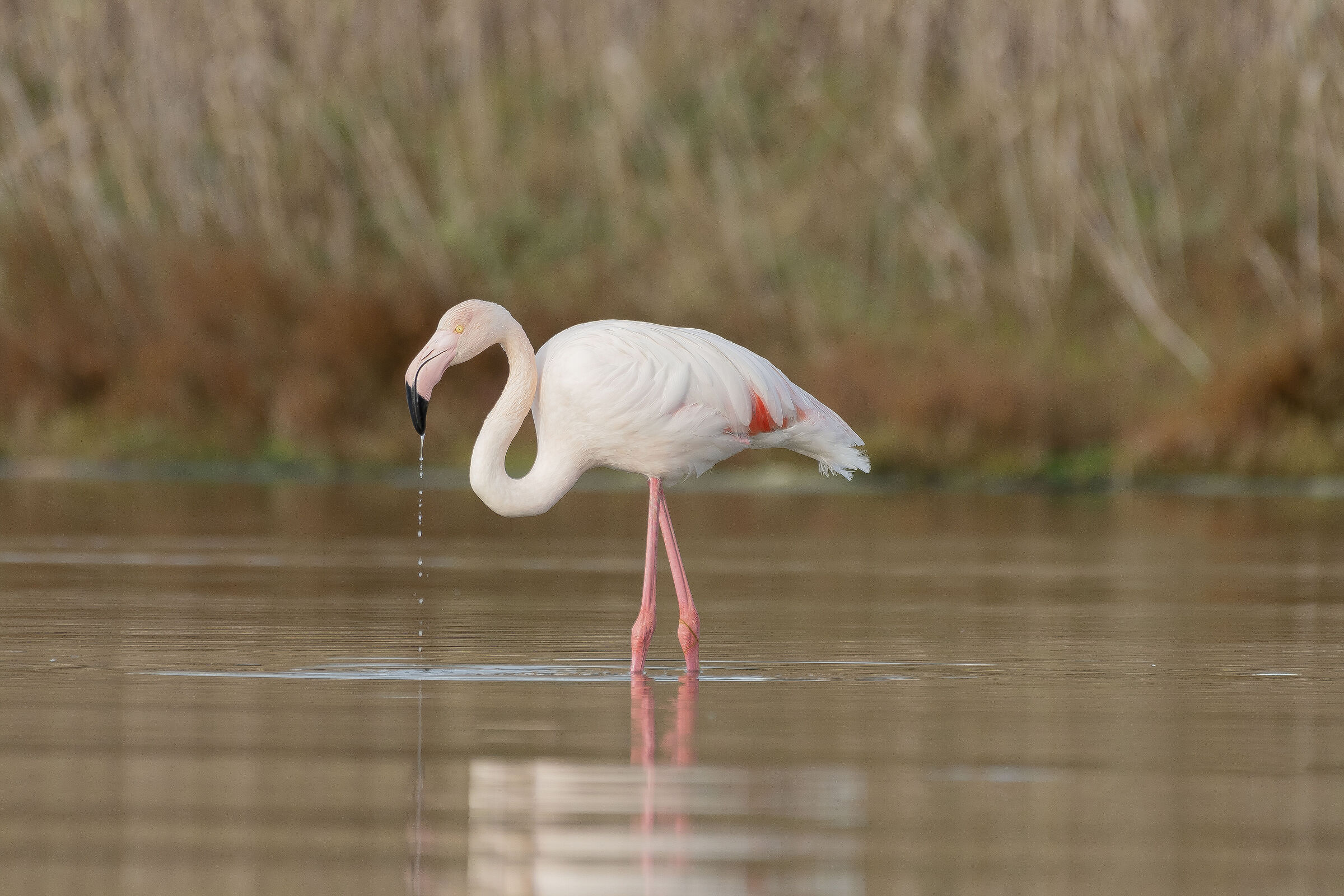 Flamingo- Sicily